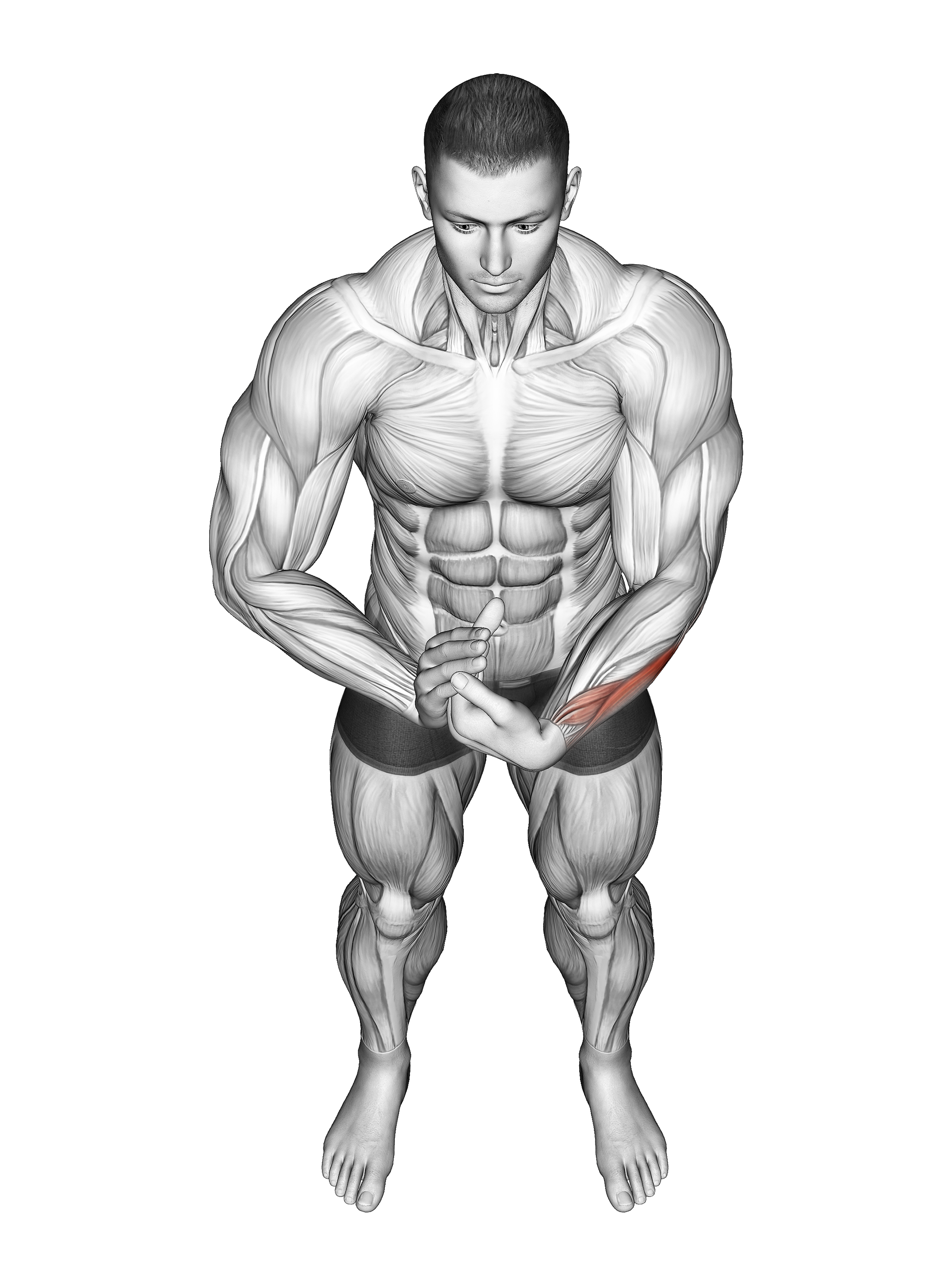 Finger Extensor Stretch