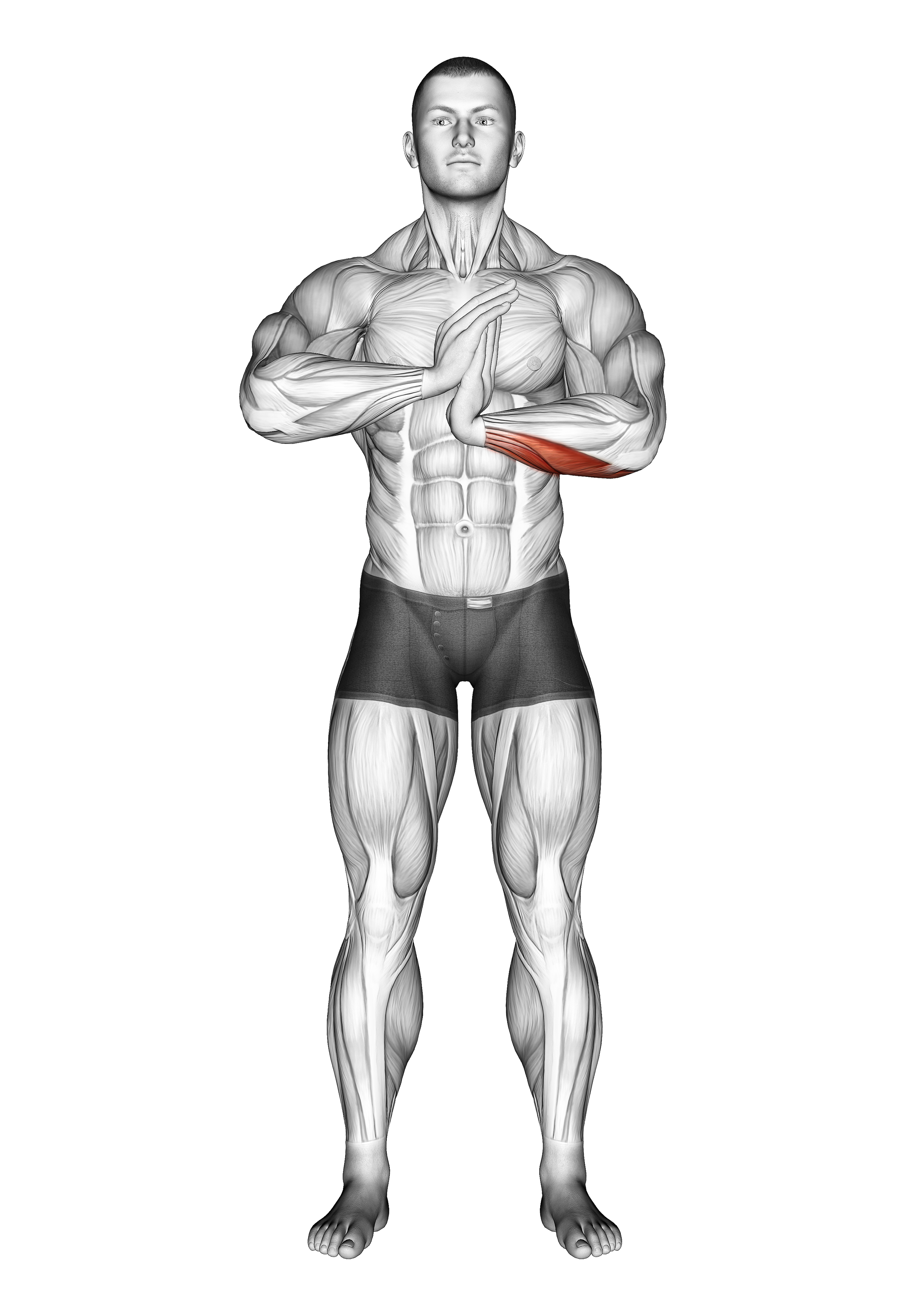 Finger Flexor Stretch