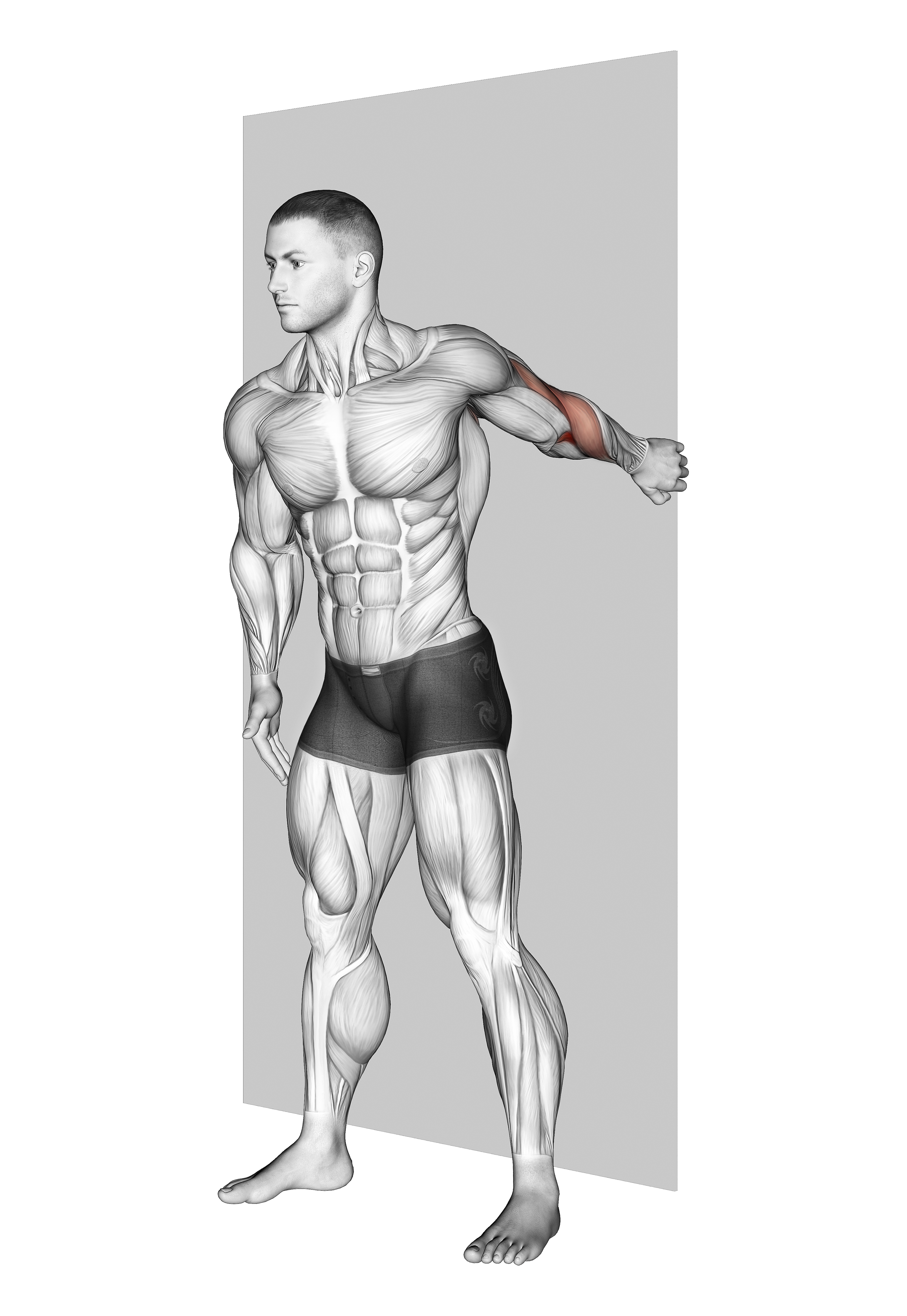 Forearm Pronator Stretch