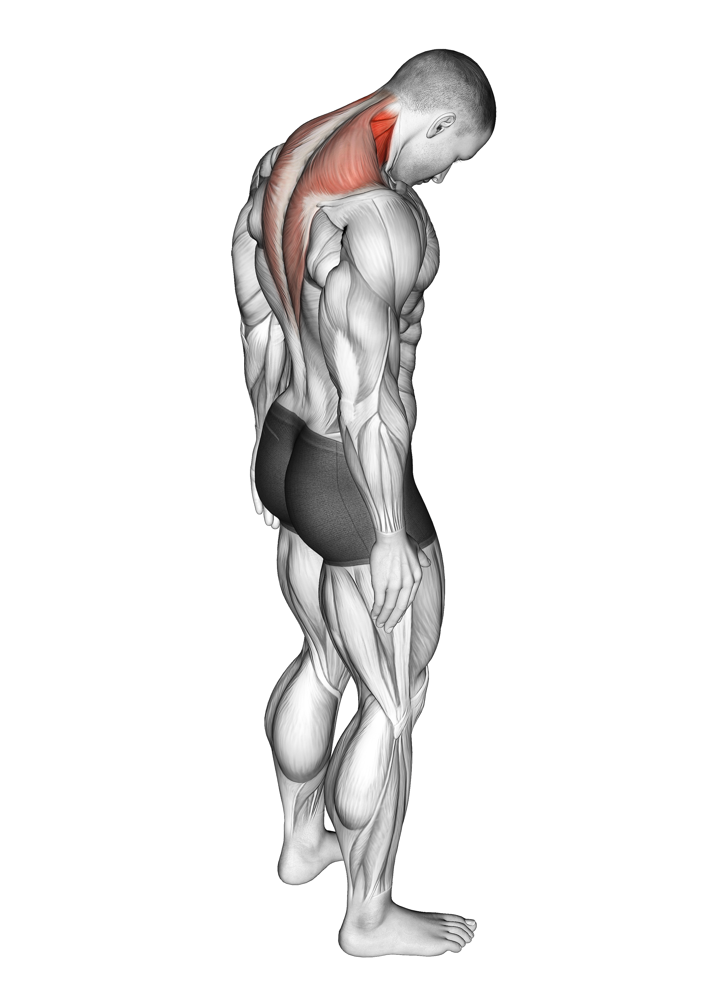 Forward Flexion Neck Stretch