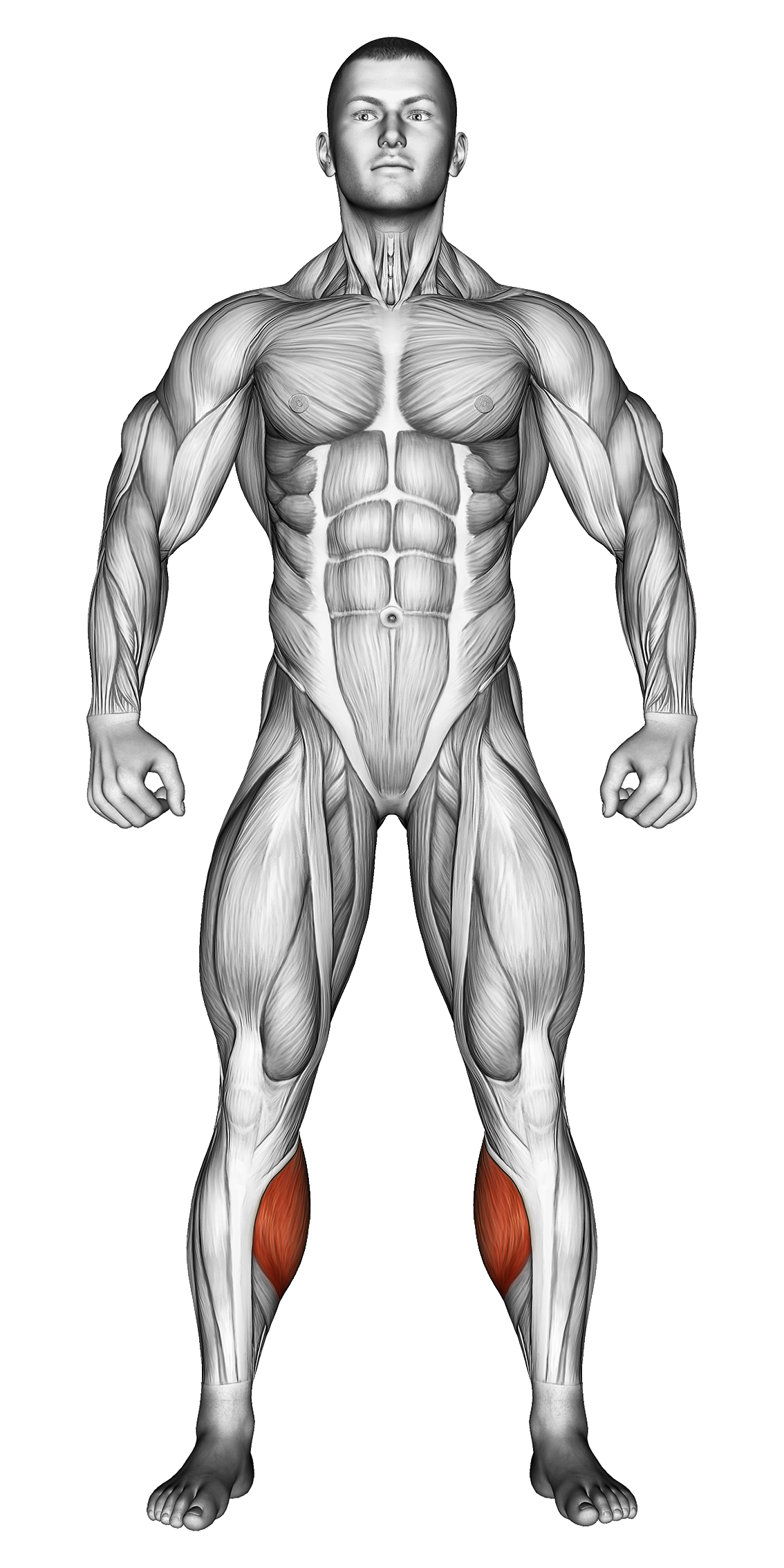 Gastrocnemius