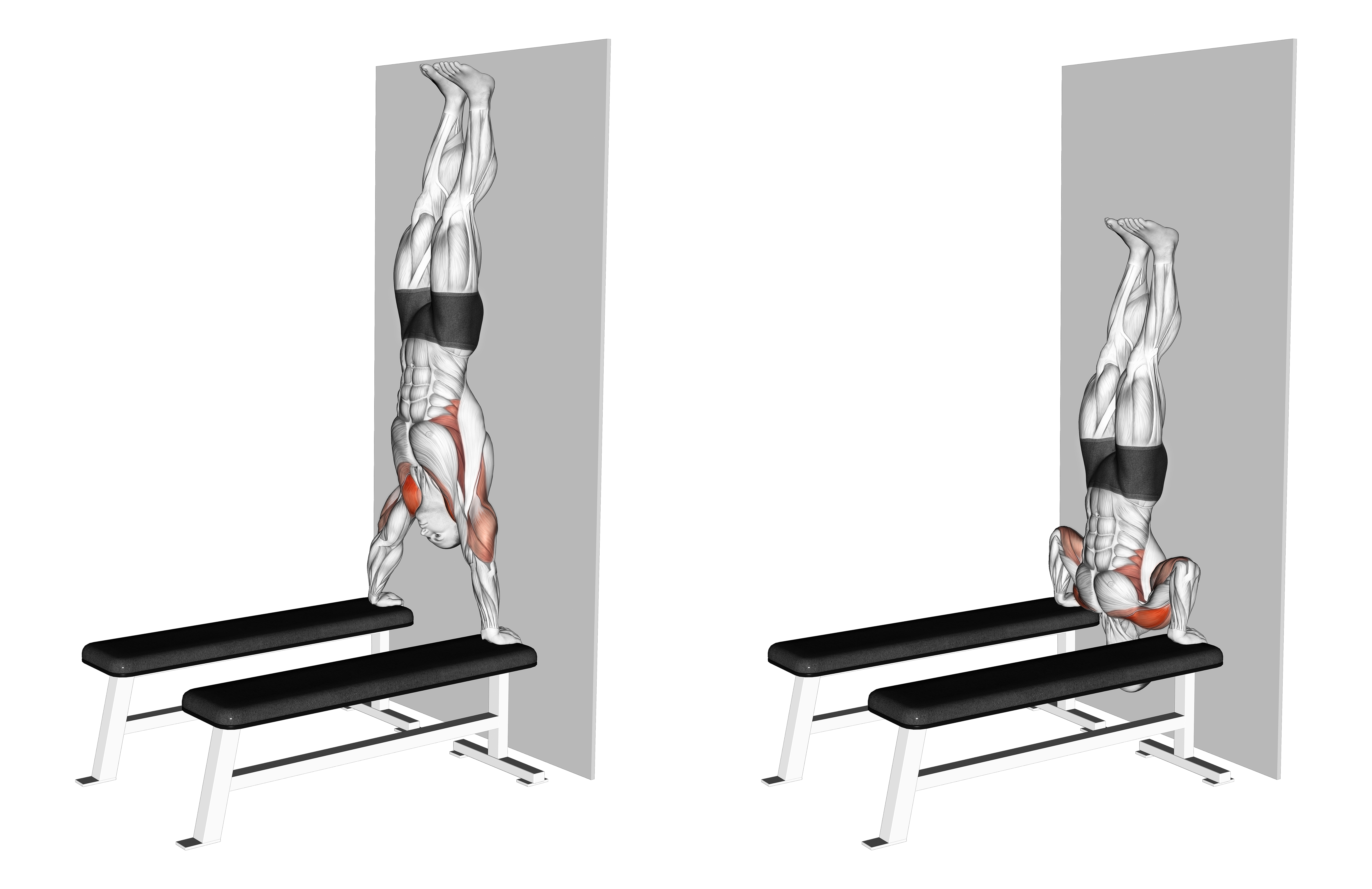 Handstand Shoulder Press With Wall (between Benches)