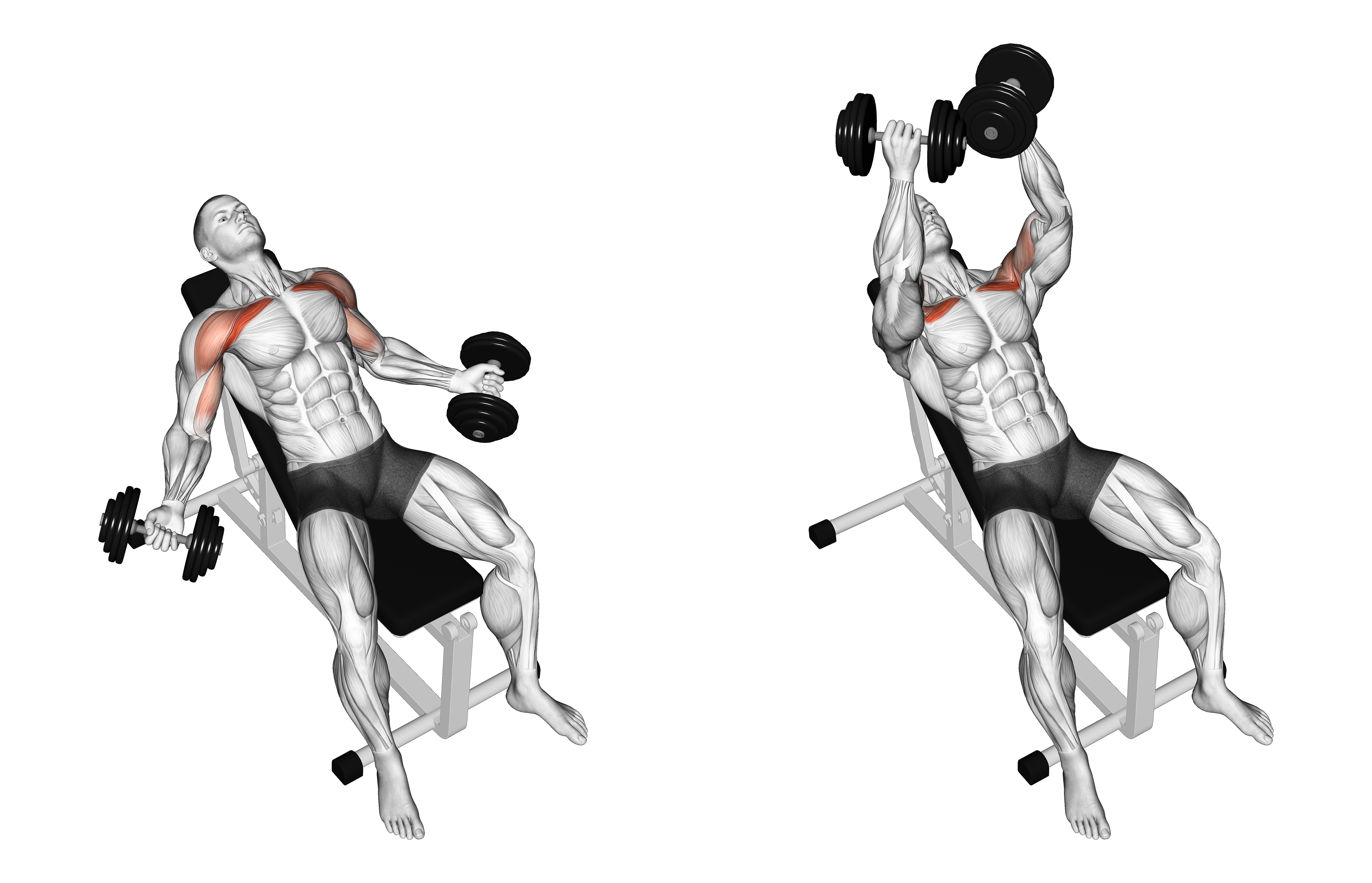 Hyght Dumbbell Fly