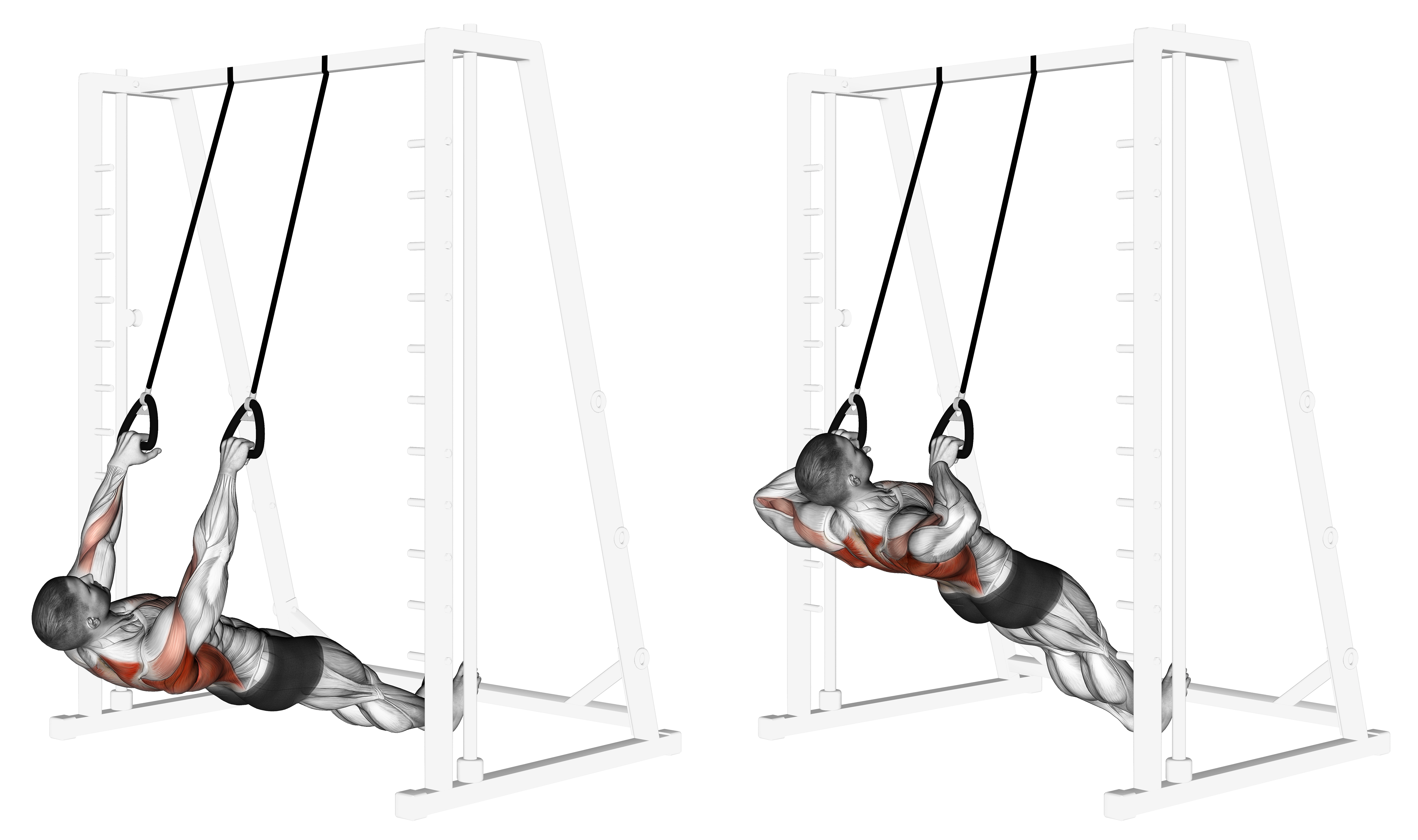 Inverted Row With Straps