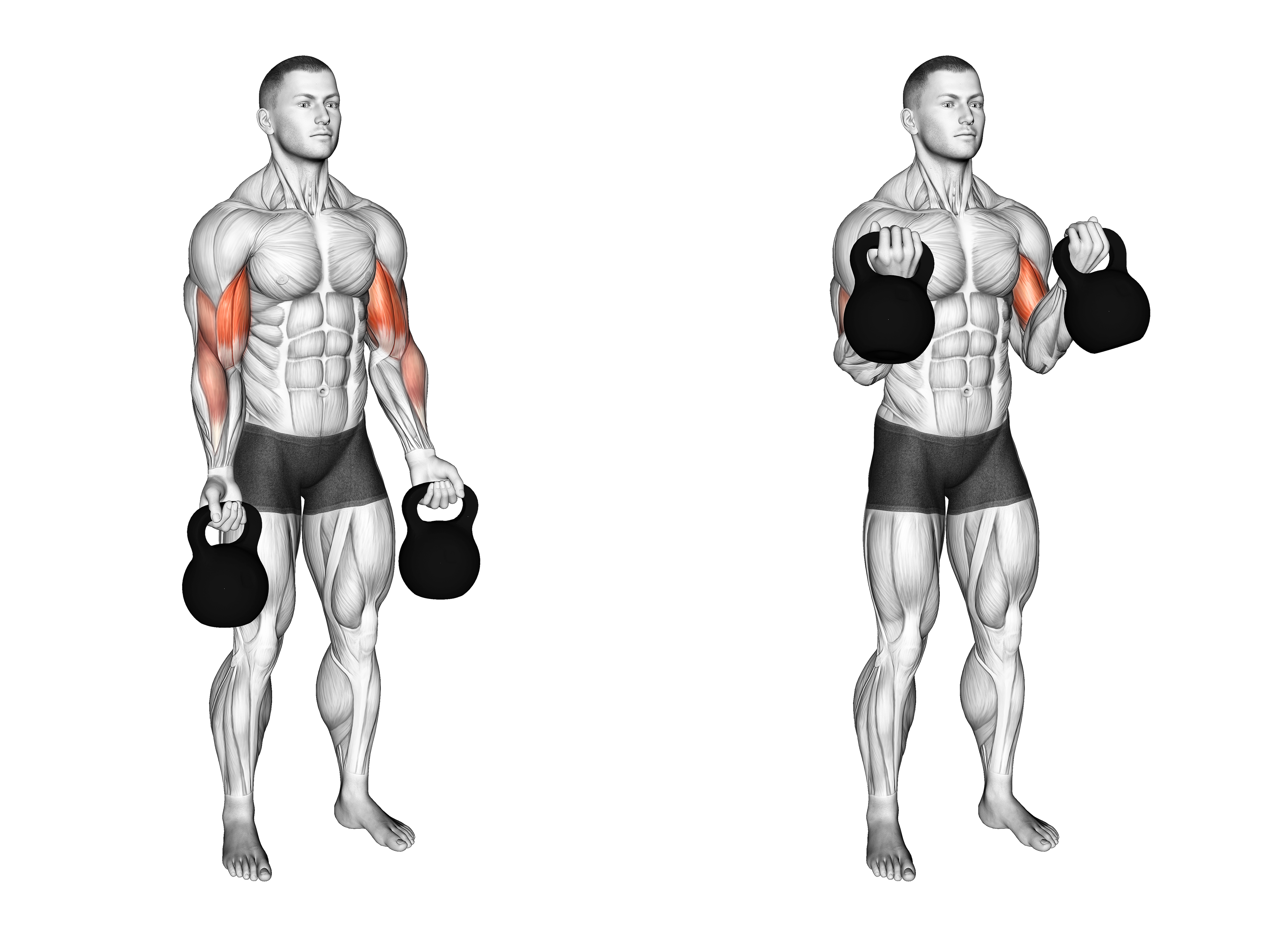 Kettlebell Biceps Curl