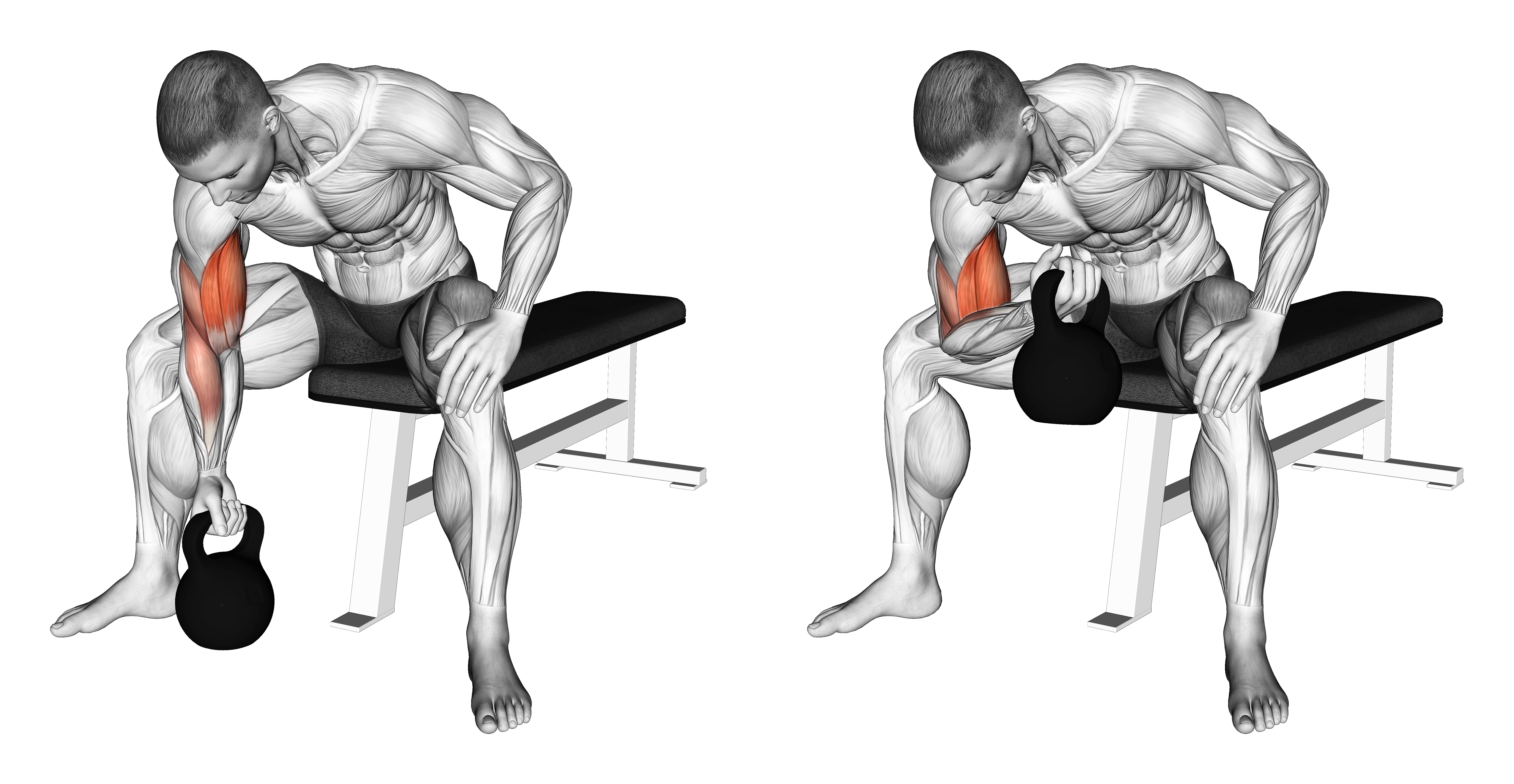 Kettlebell Concentration Curl