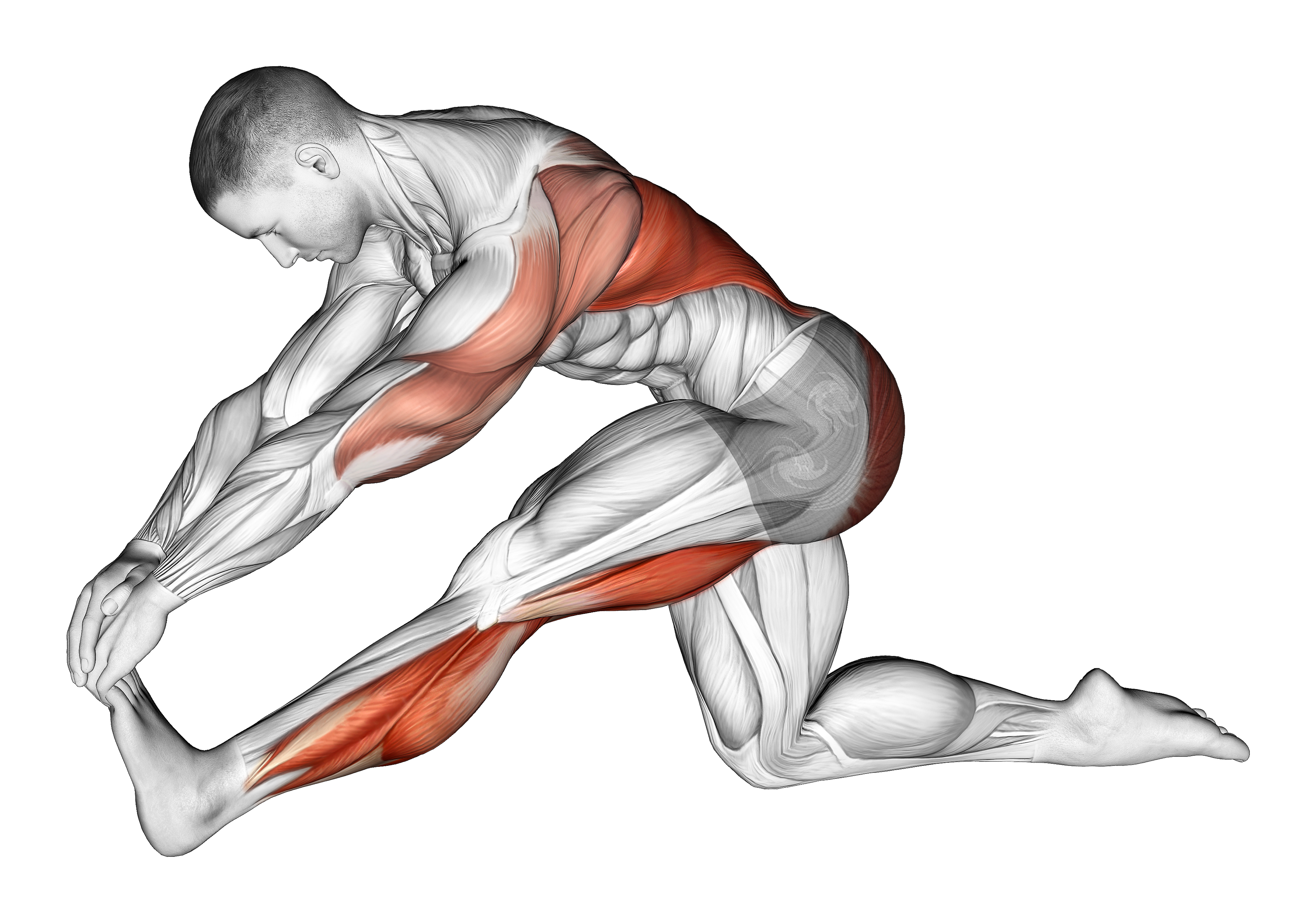 Kneeling Toe Up Hamstring Stretch