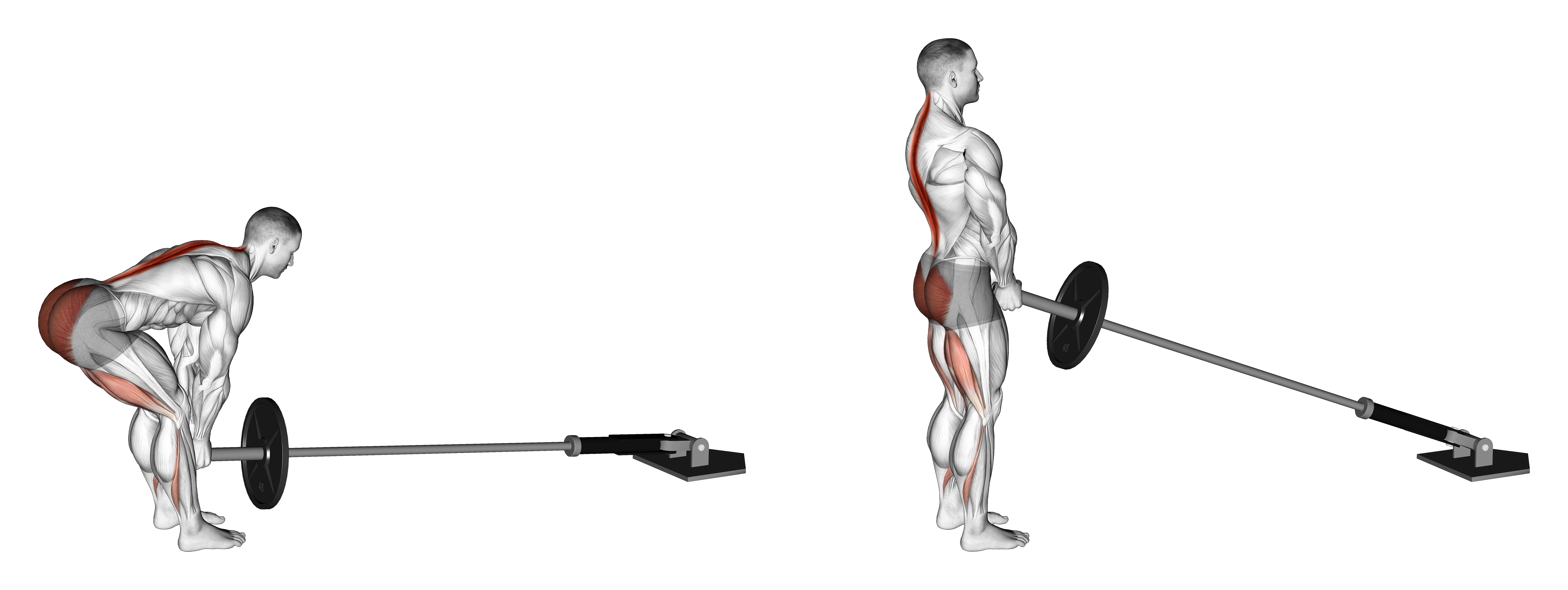 Landmine Romanian Deadlift (version 2)
