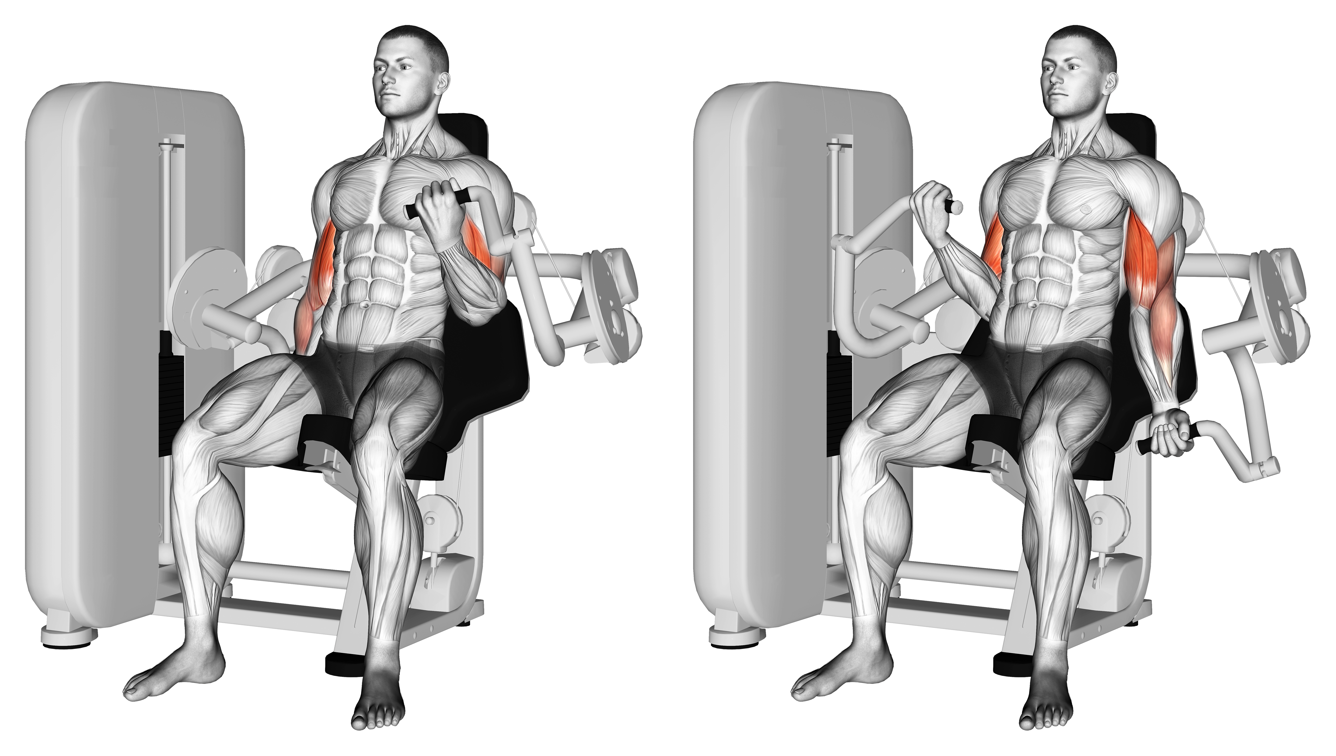Lever Alternate Biceps Curl