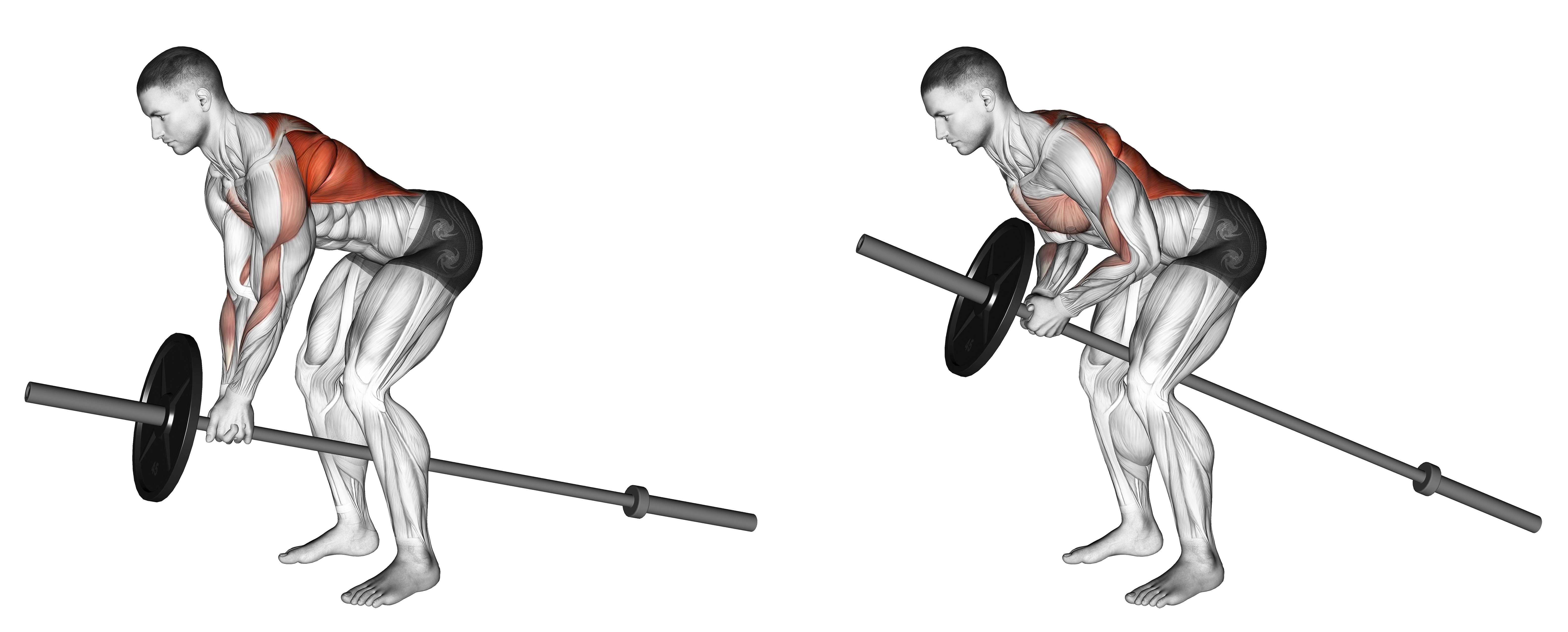 Lever Bent Over Row (plate Loaded)