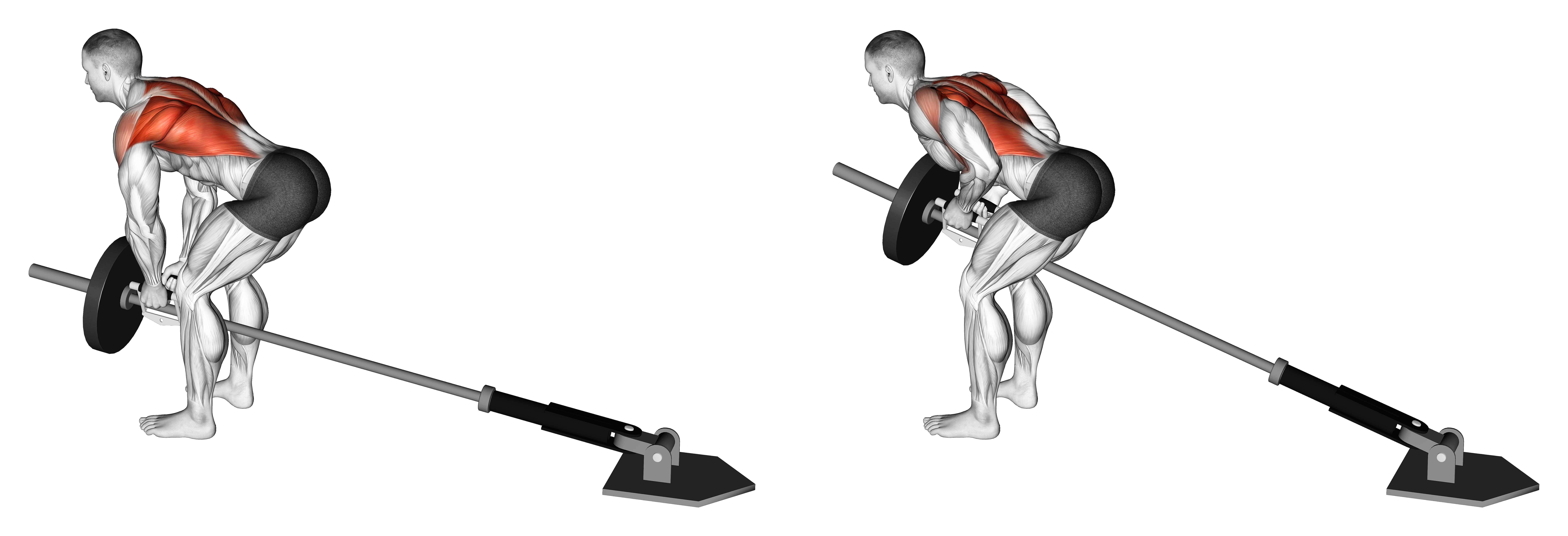 Lever Bent Over Row With V Bar (plate Loaded)