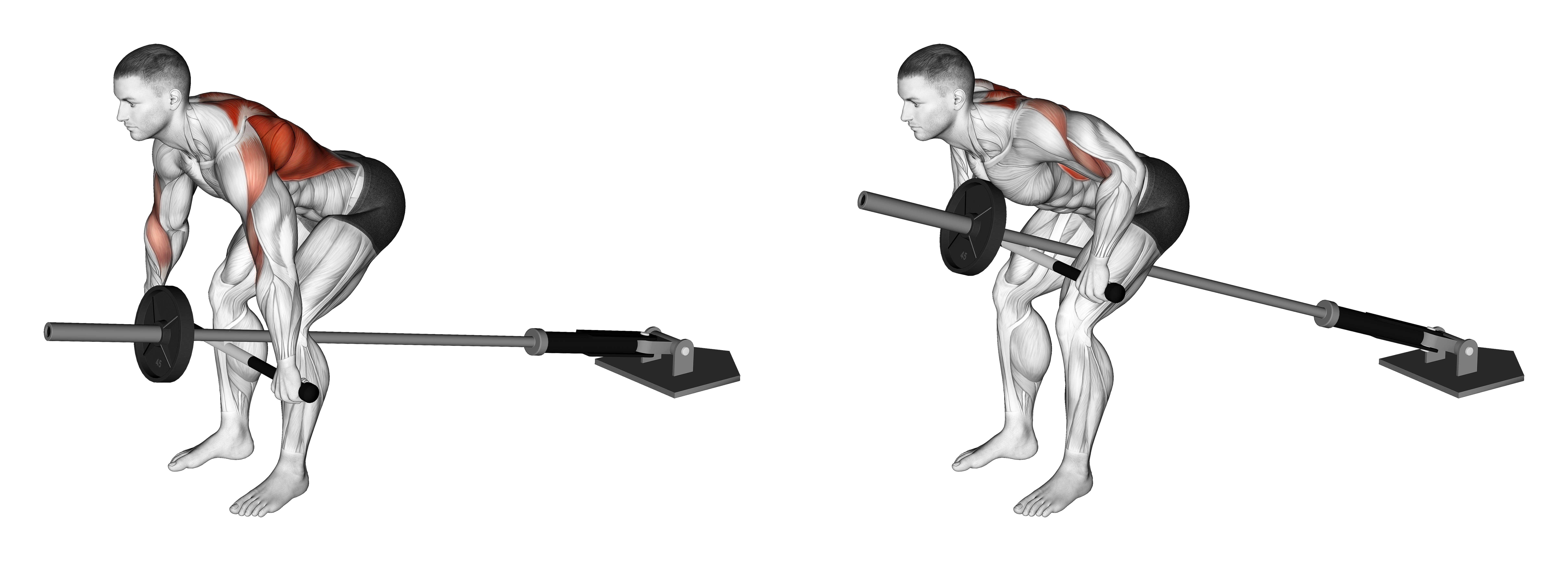 Lever Bent Over Wide Row (plate Loaded)