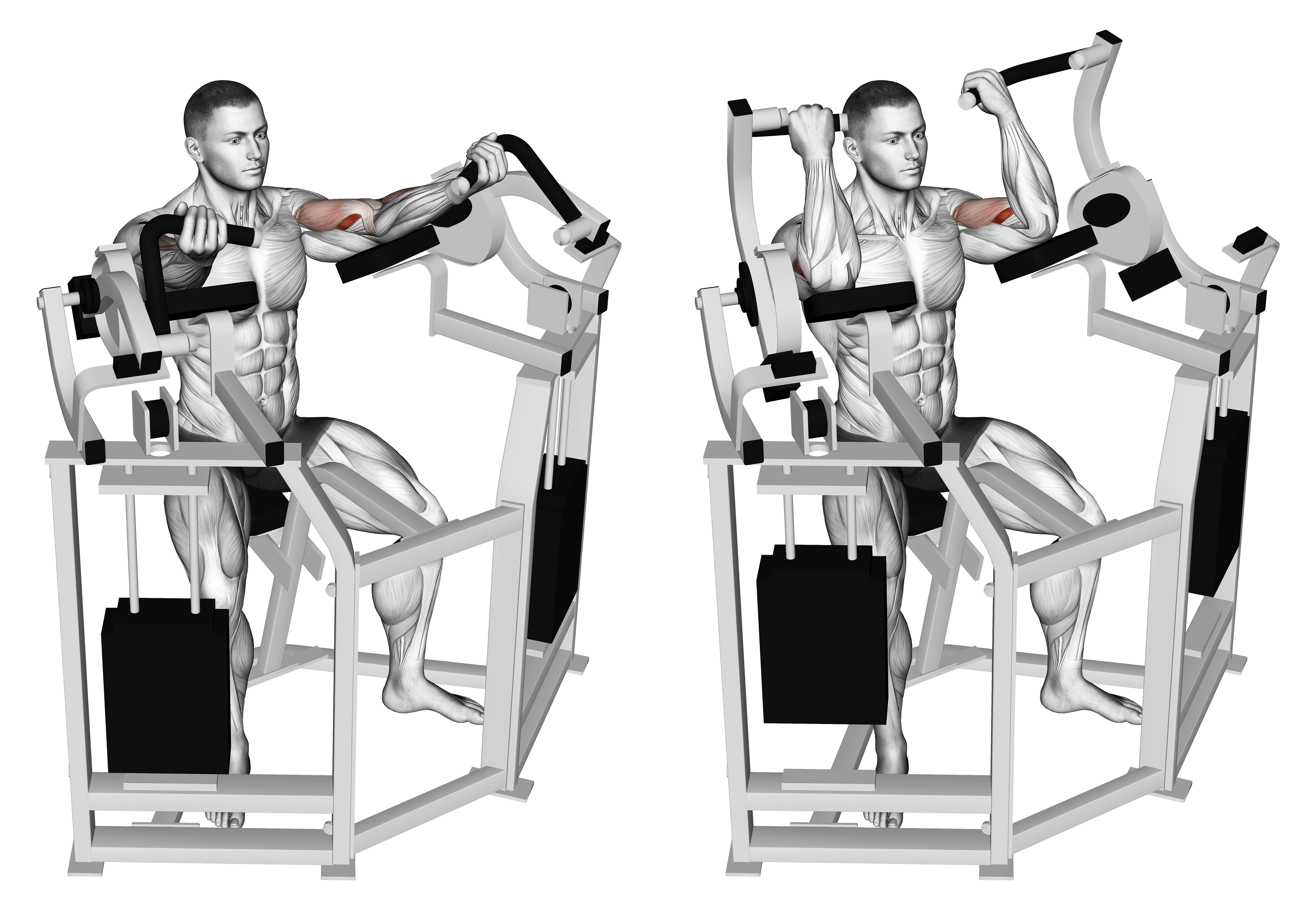 Lever Bicep Curl