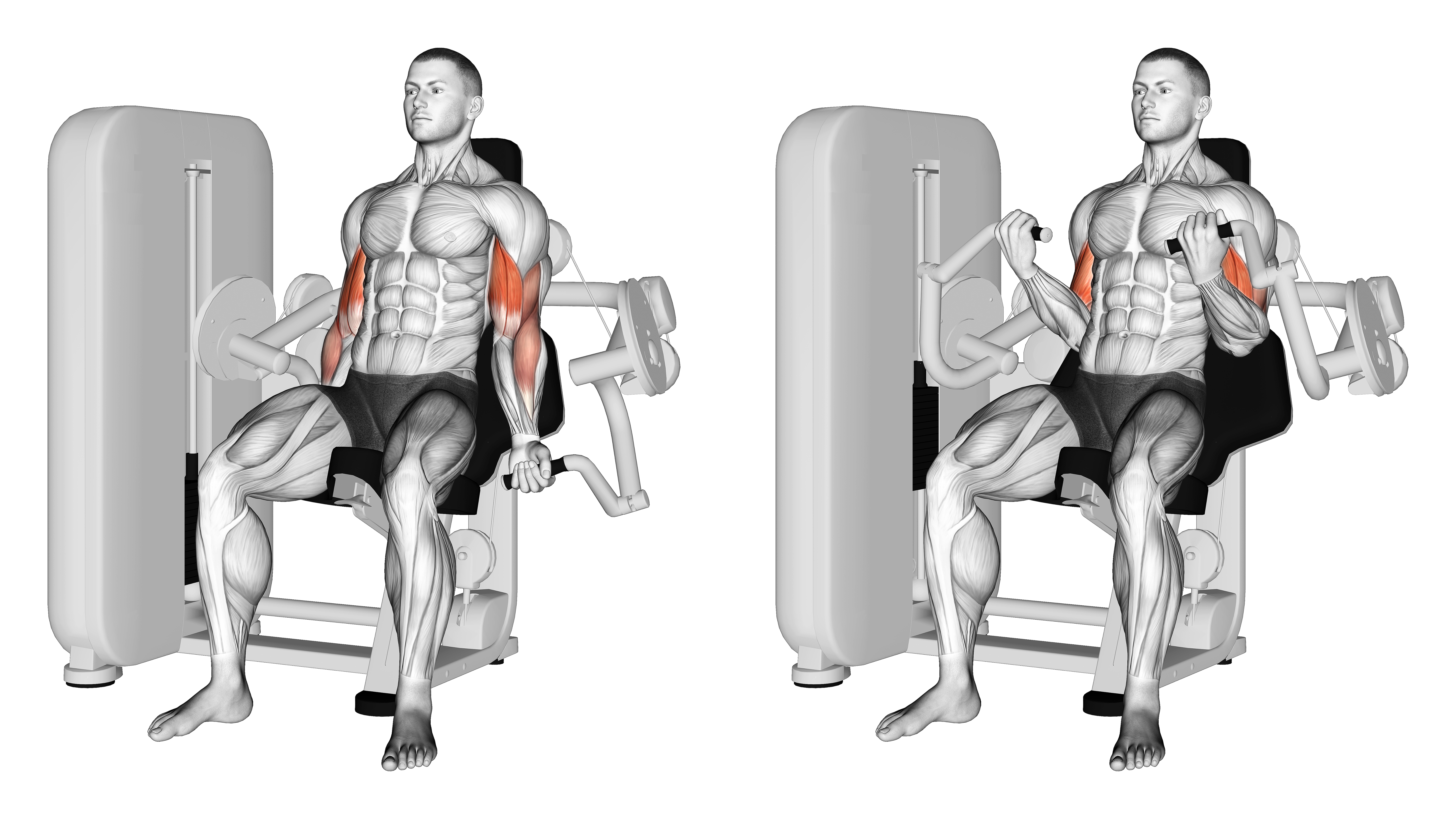 Lever Biceps Curl