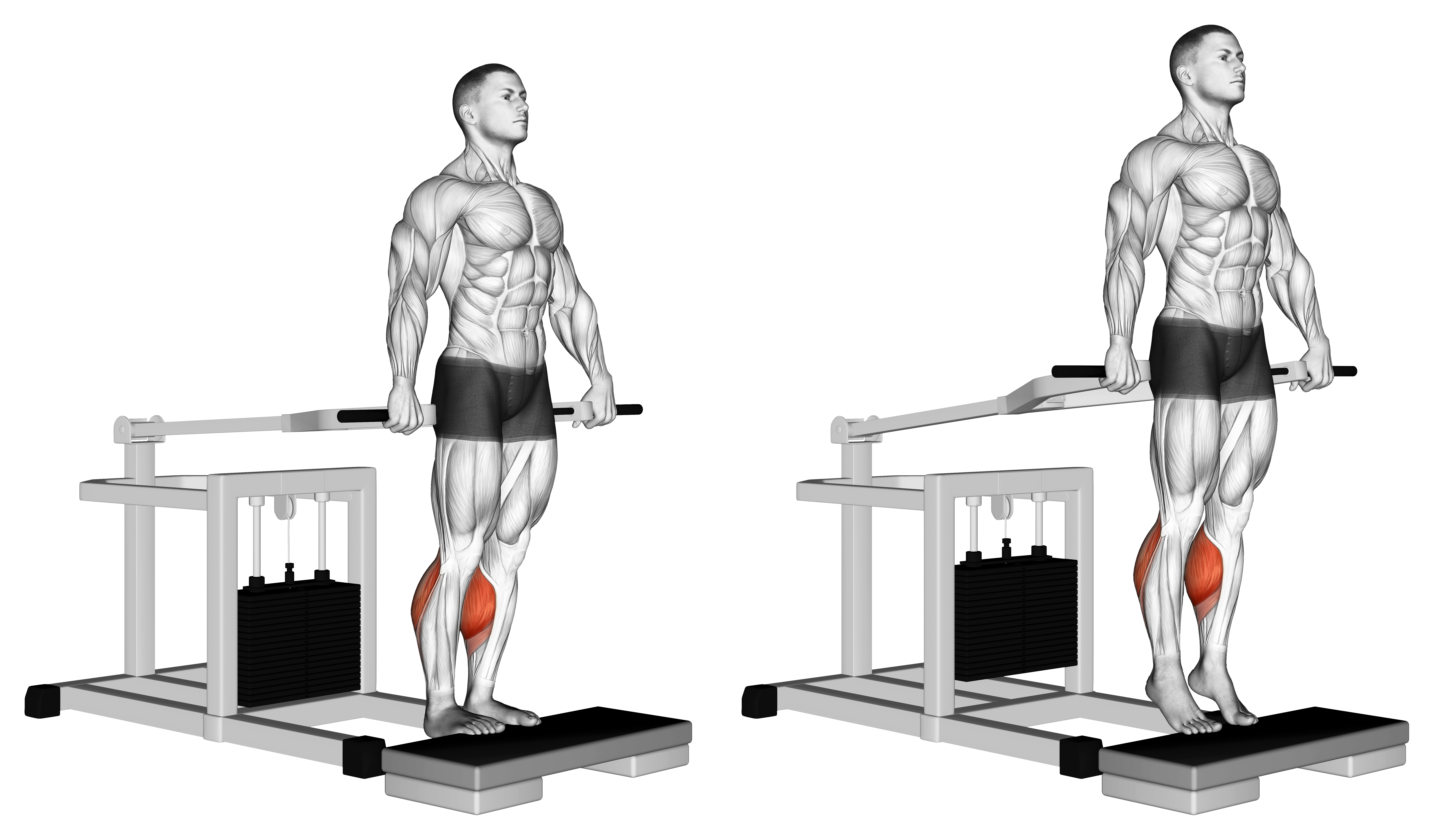 Lever Calf Raise (bench Press Machine)