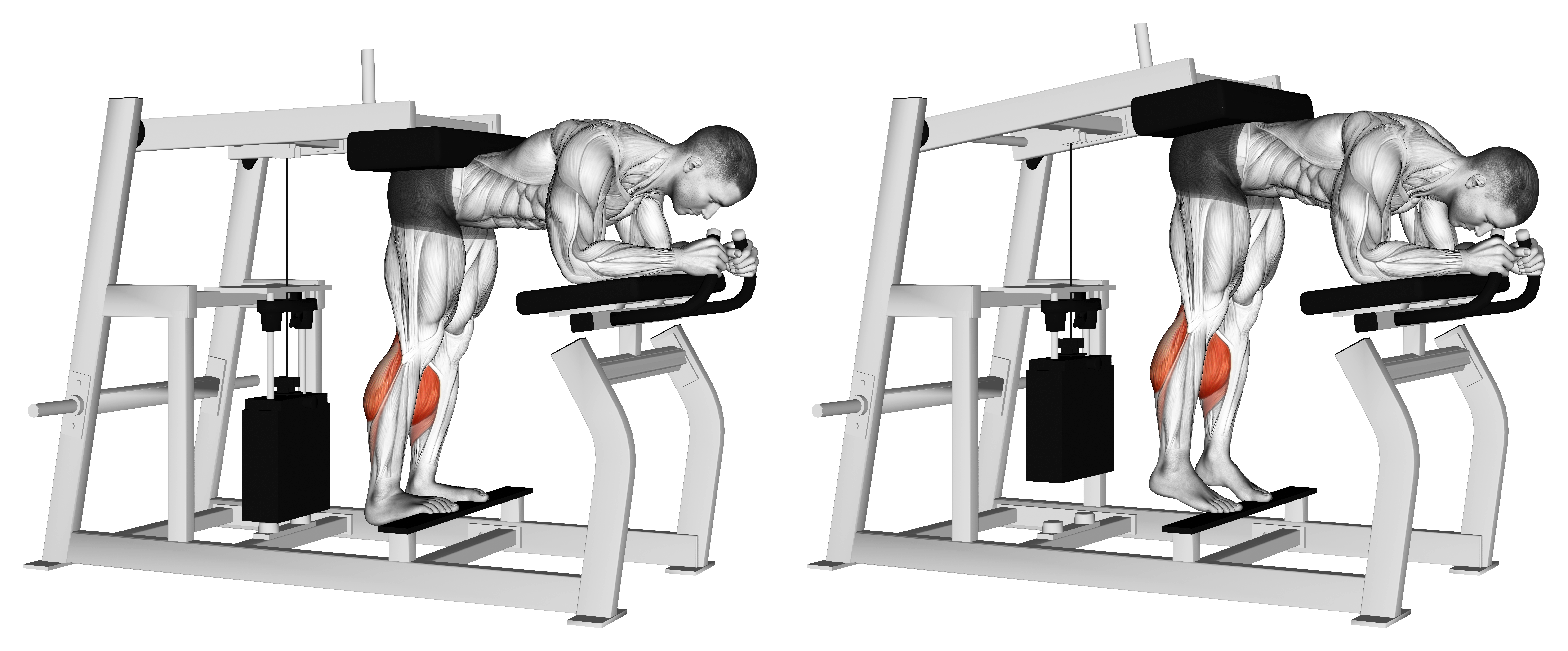 Lever Donkey Calf Raise