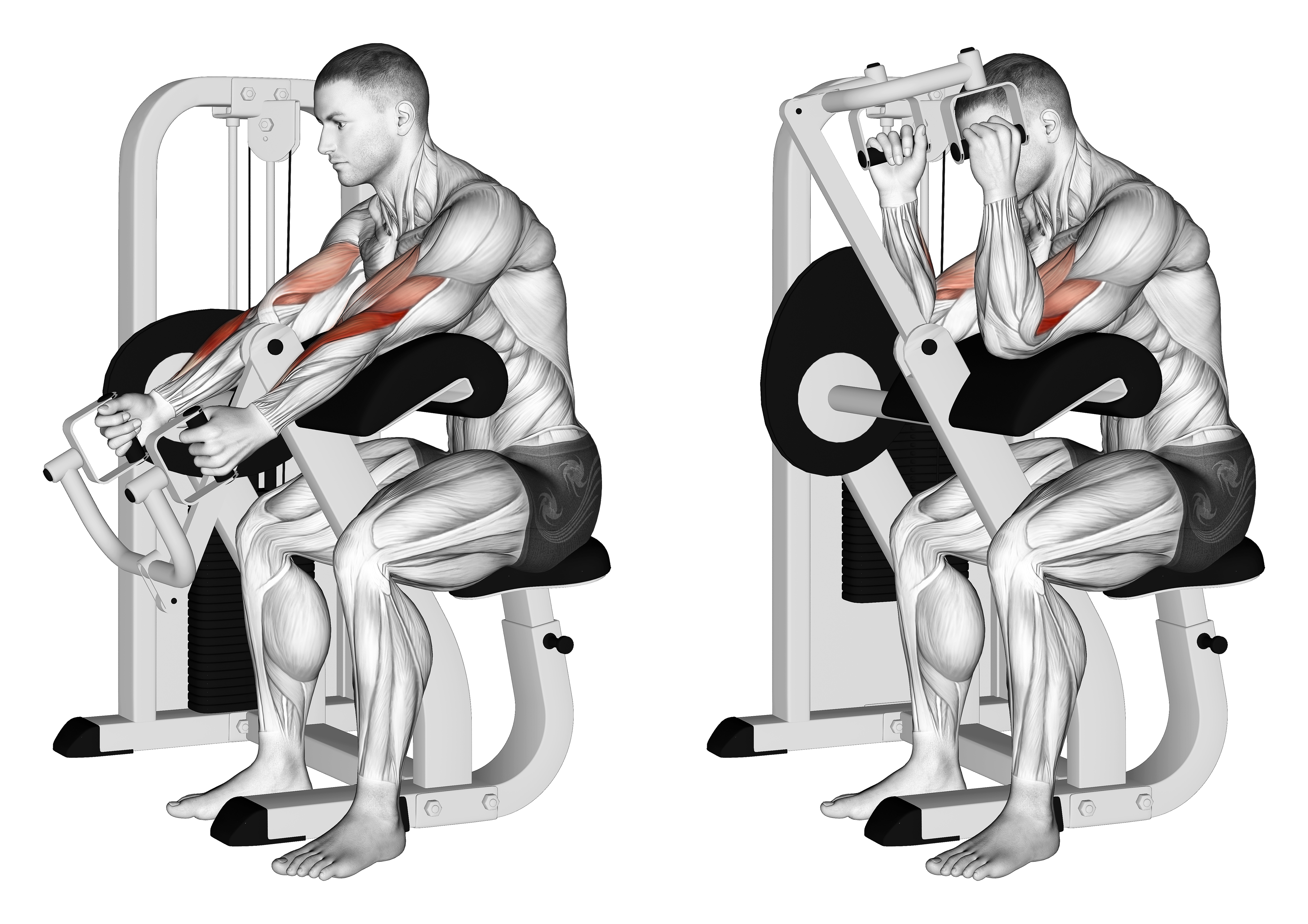 Lever Hammer Grip Preacher Curl