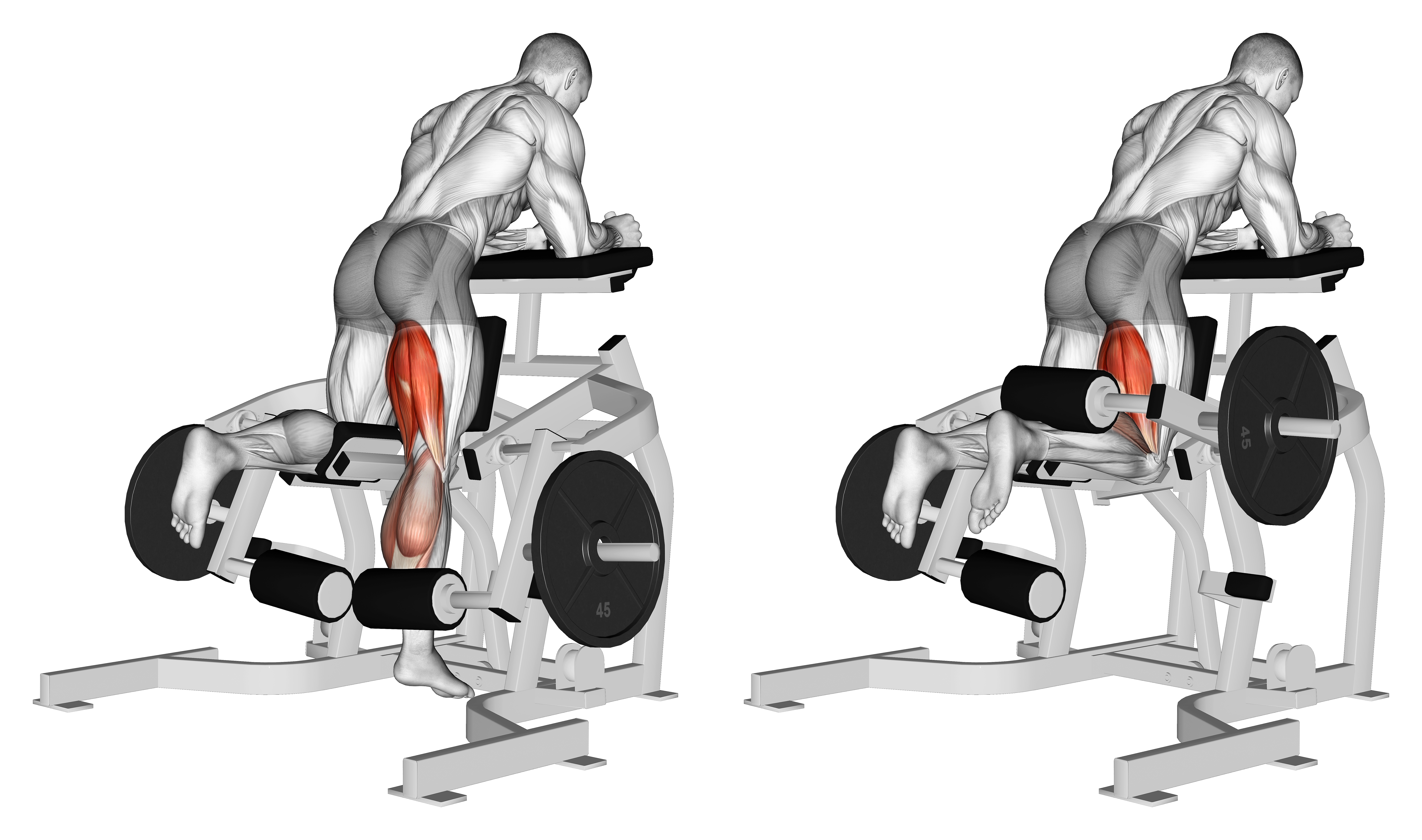 Lever Kneeling Leg Curl (plate Loaded)