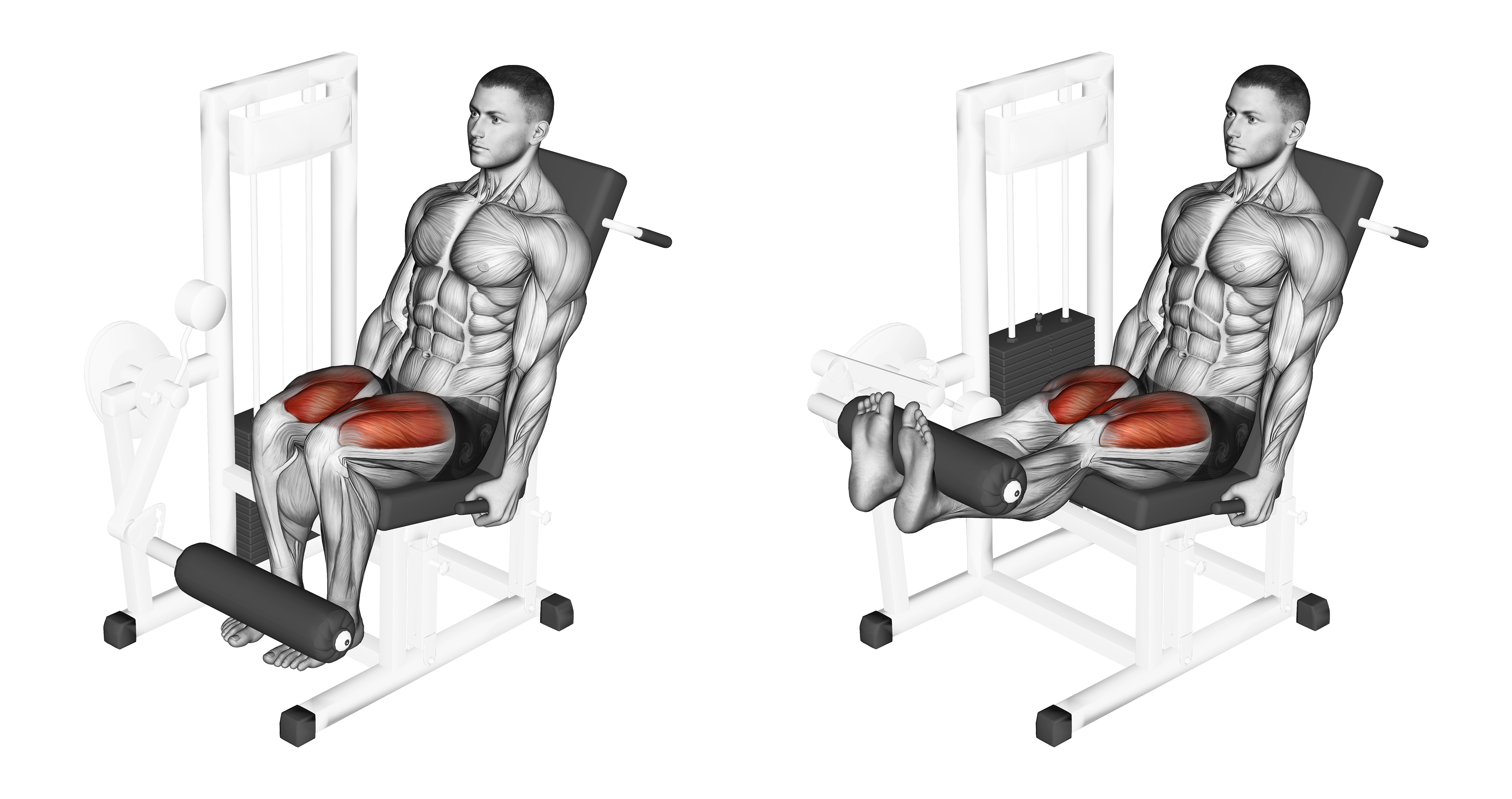 Lever Leg Extension