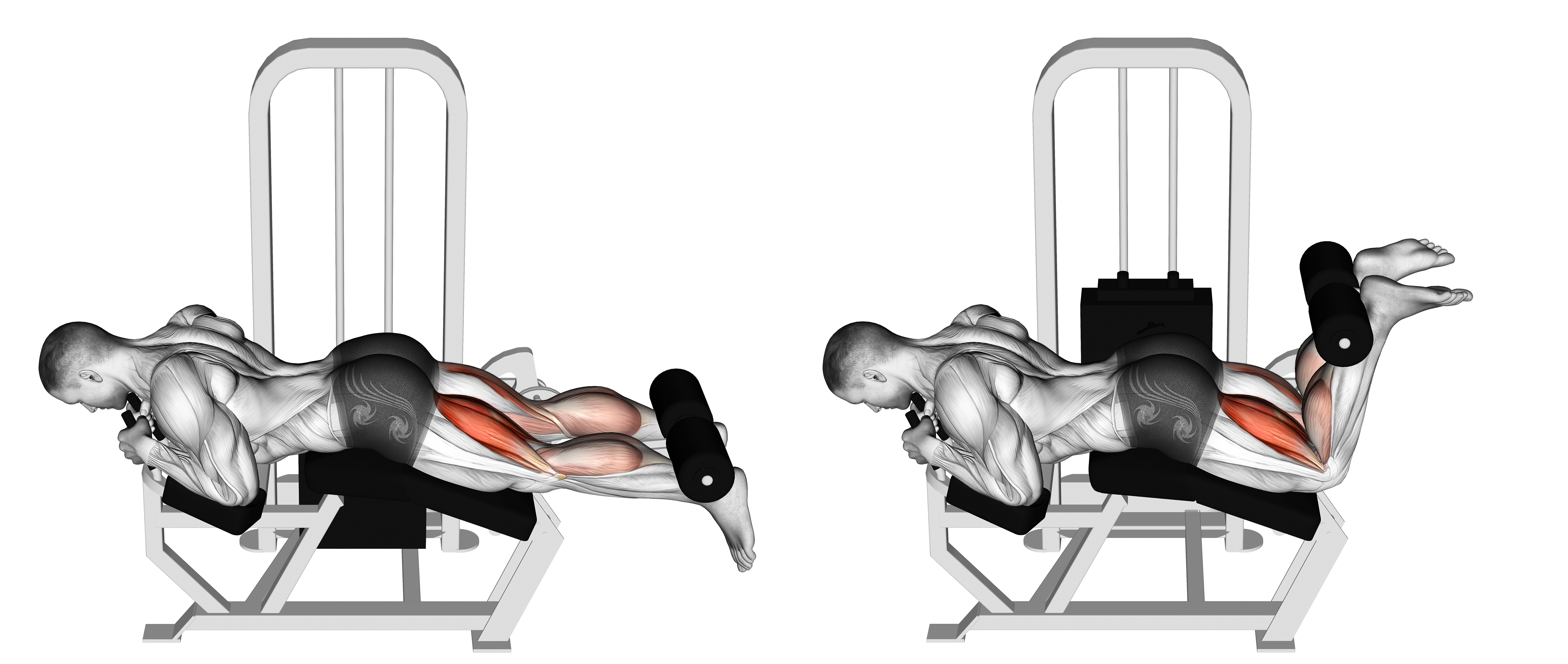 Lever Lying Leg Curl
