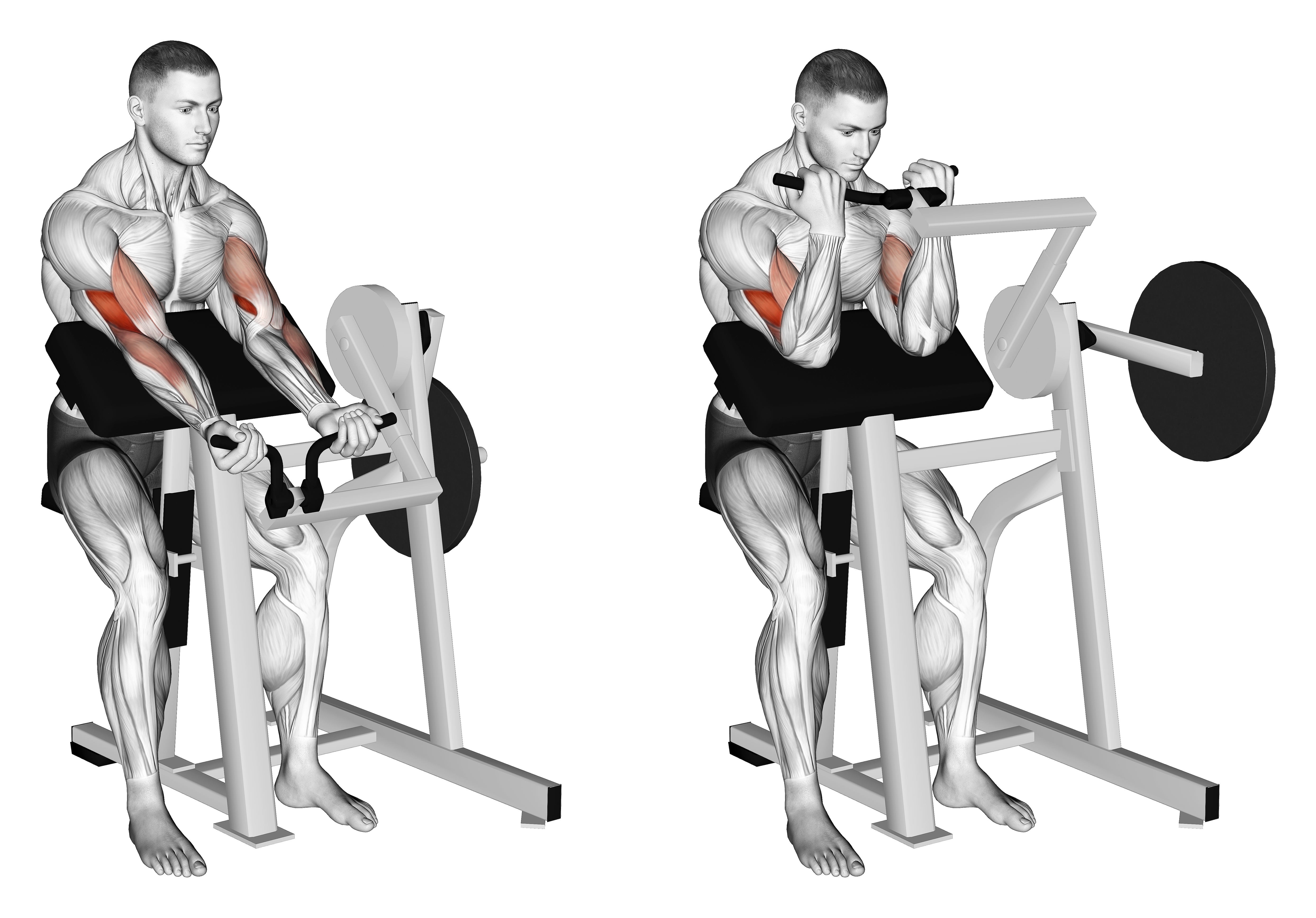 Lever Preacher Curl (plate Loaded)