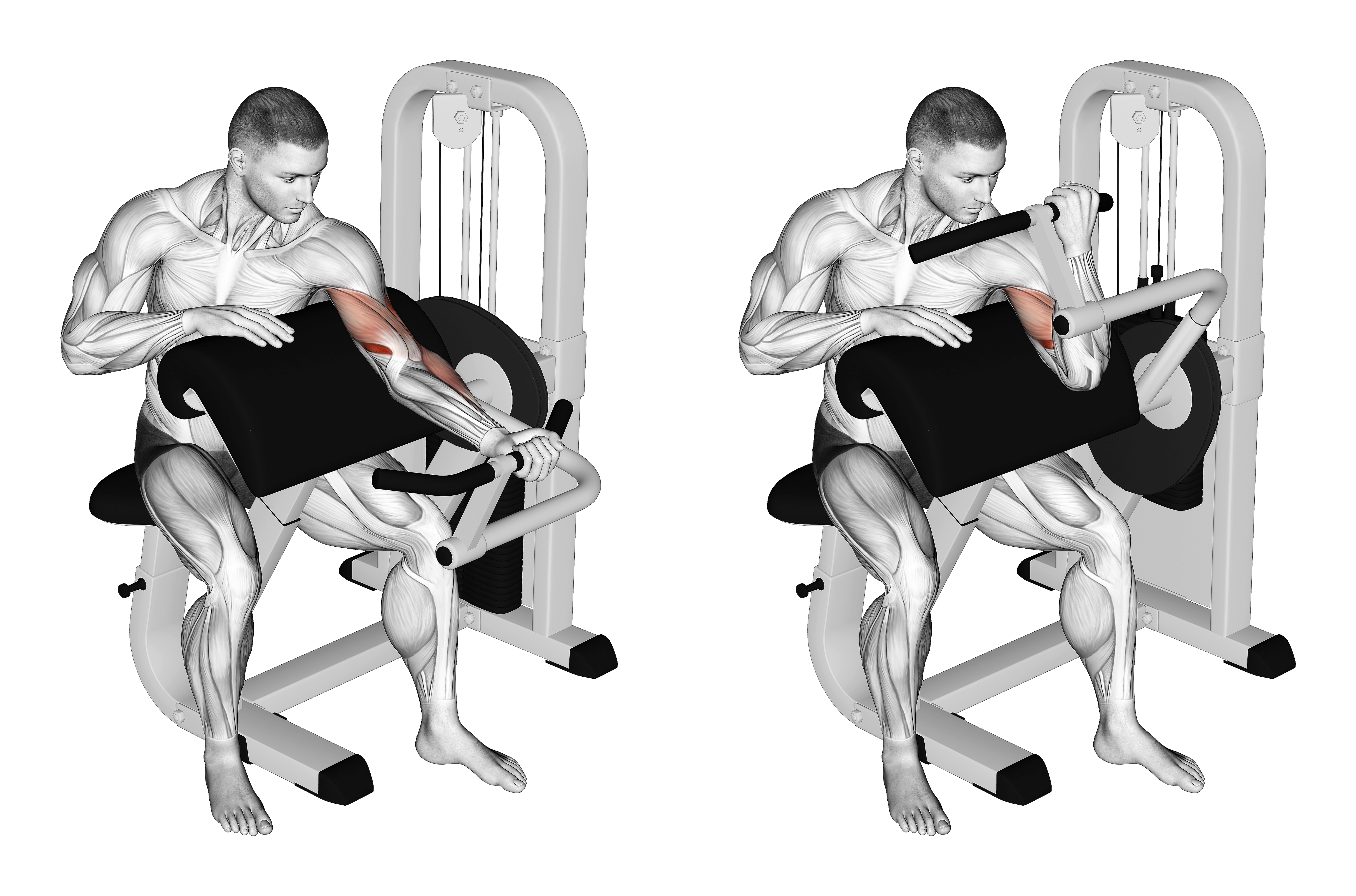 Lever Preacher Curl (turned Torso)