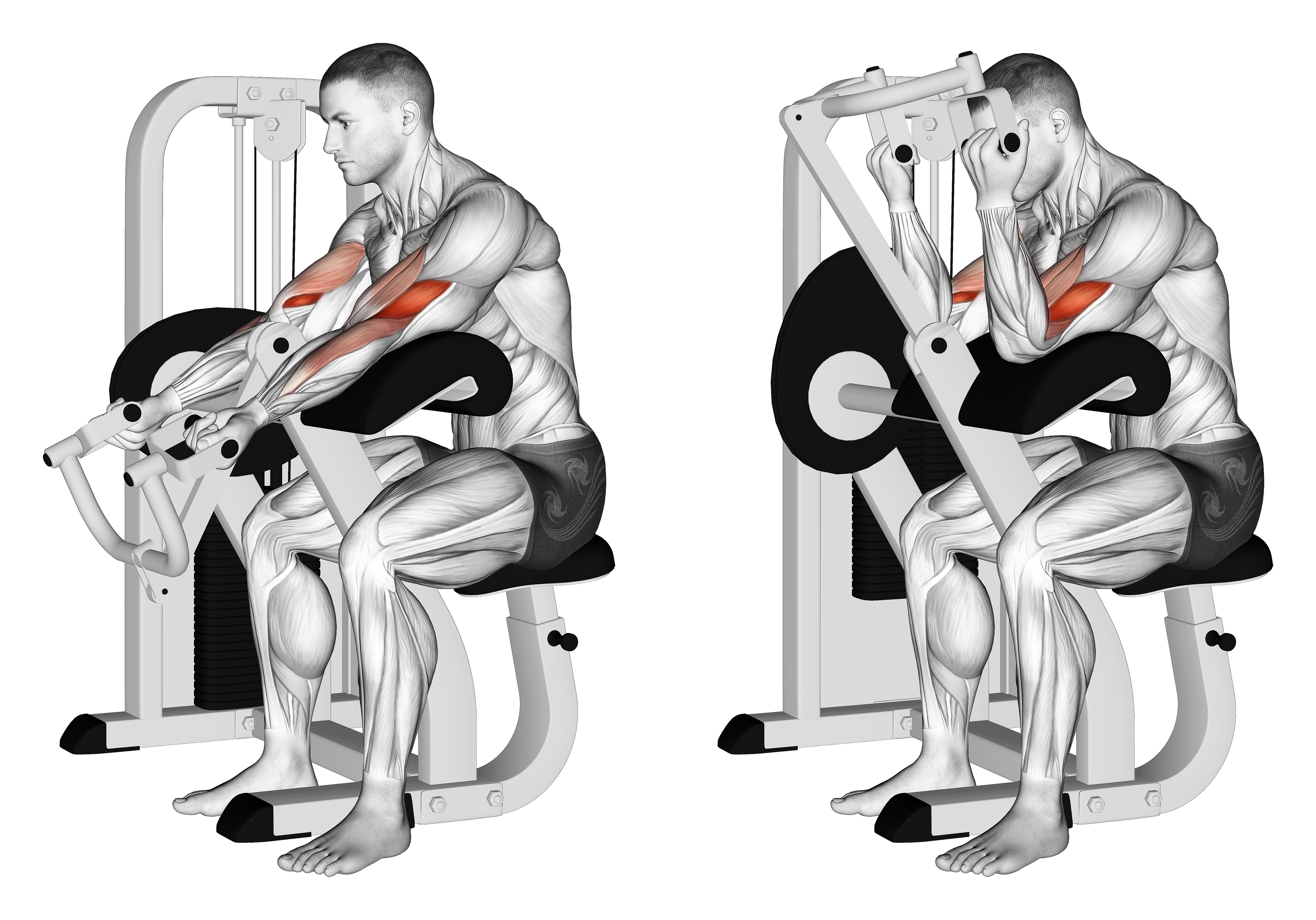 Lever Preacher Curl (version 2)