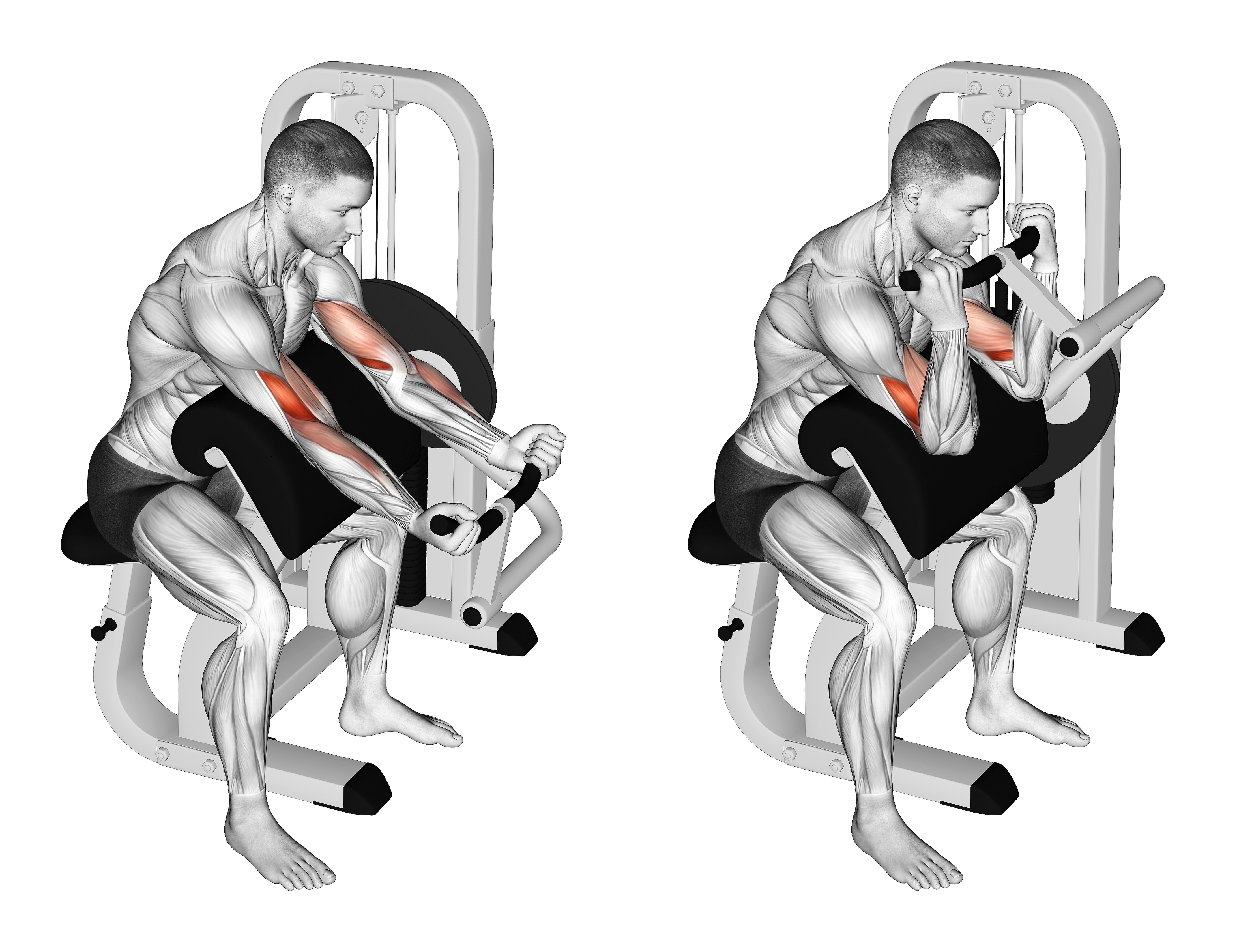 Lever Preacher Curl