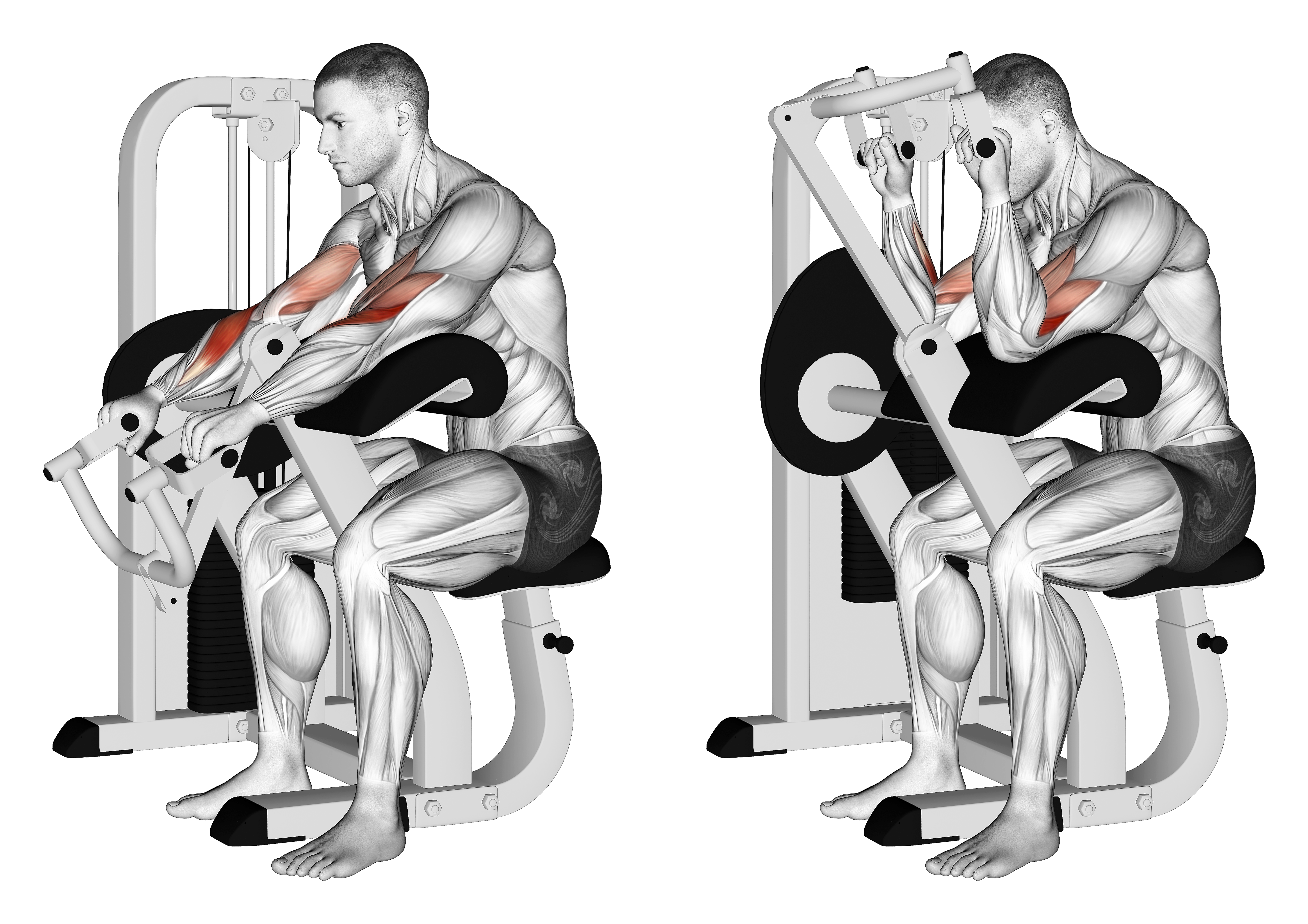 Lever Reverse Grip Preacher Curl