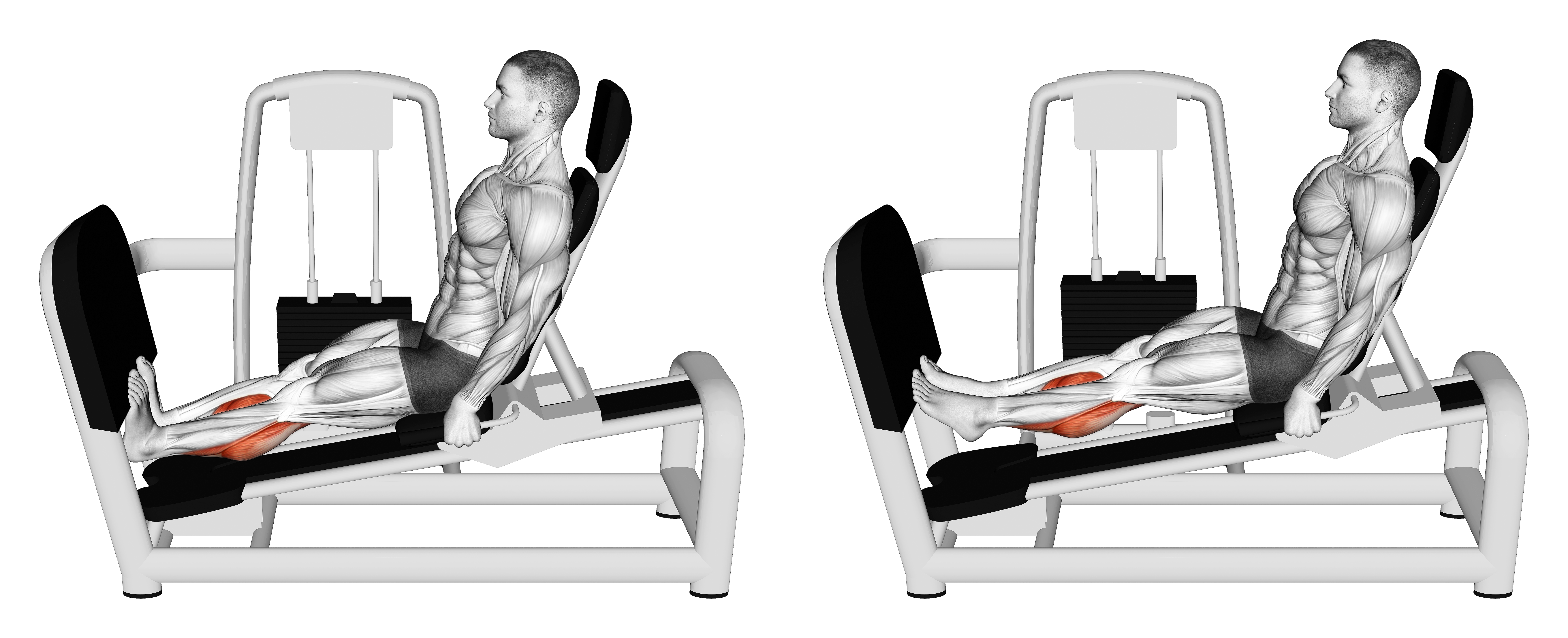 Lever Seated Calf Press (version 2)