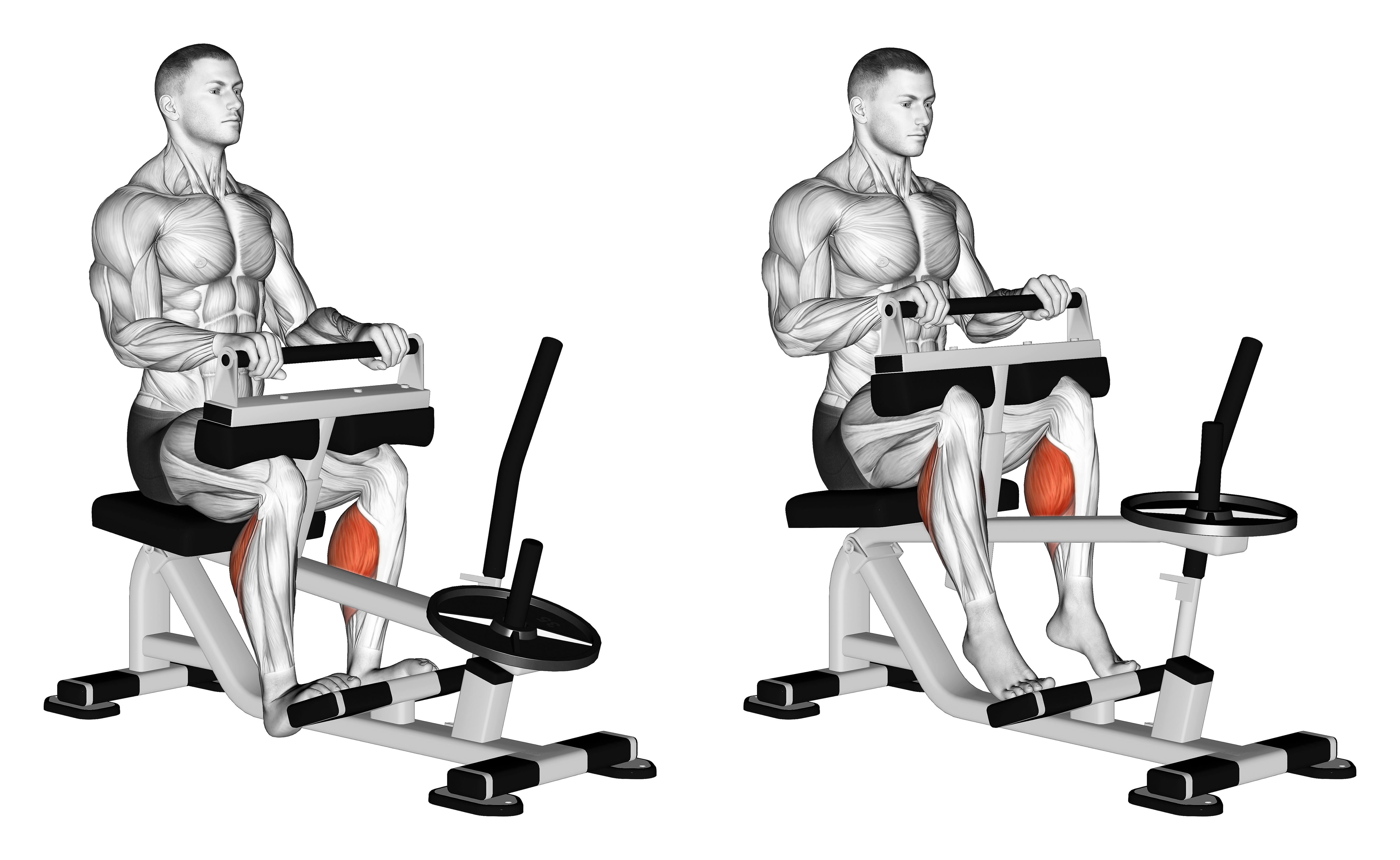 Lever Seated Calf Raise (plate Loaded) (version 2)