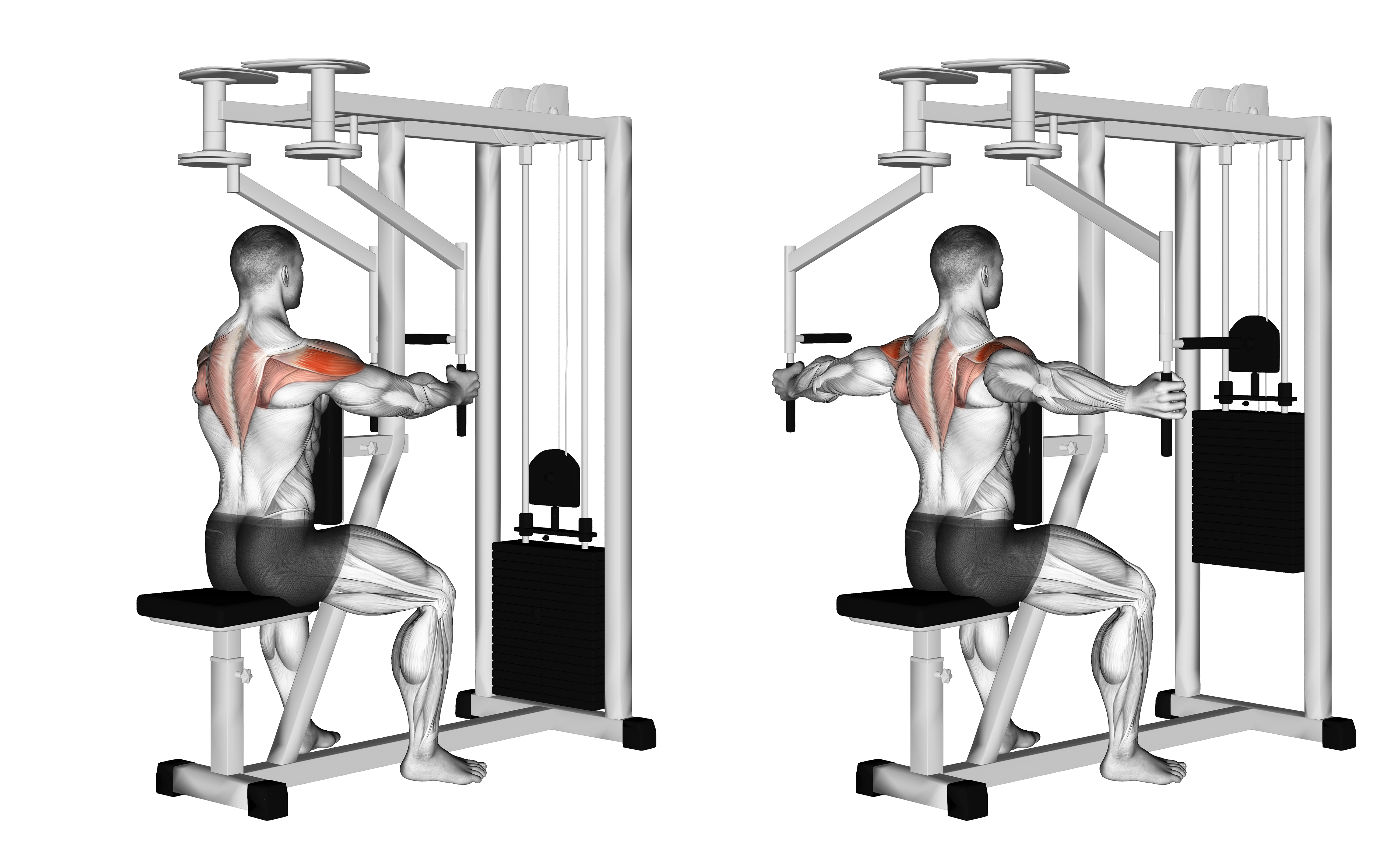 Lever Seated Reverse Fly (parallel Grip)