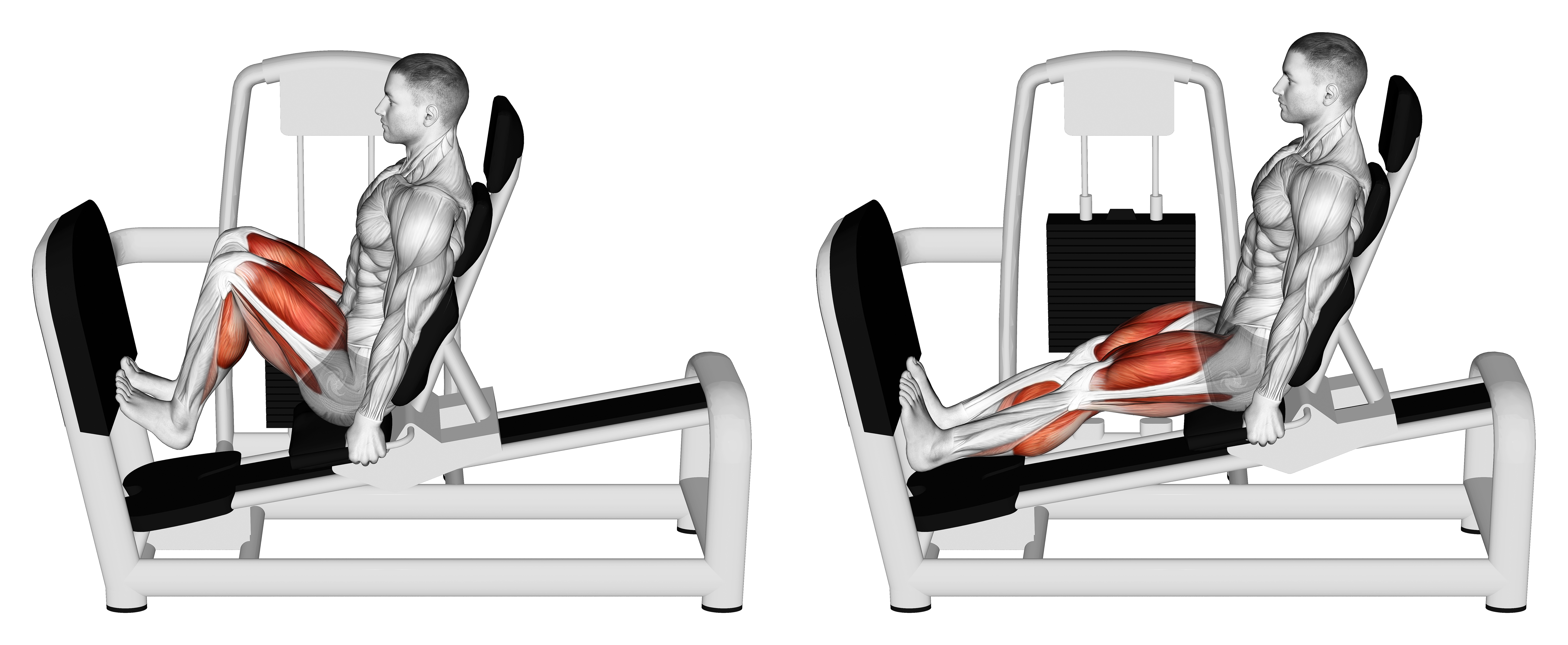 Lever Seated Squat Calf Raise On Leg Press Machine