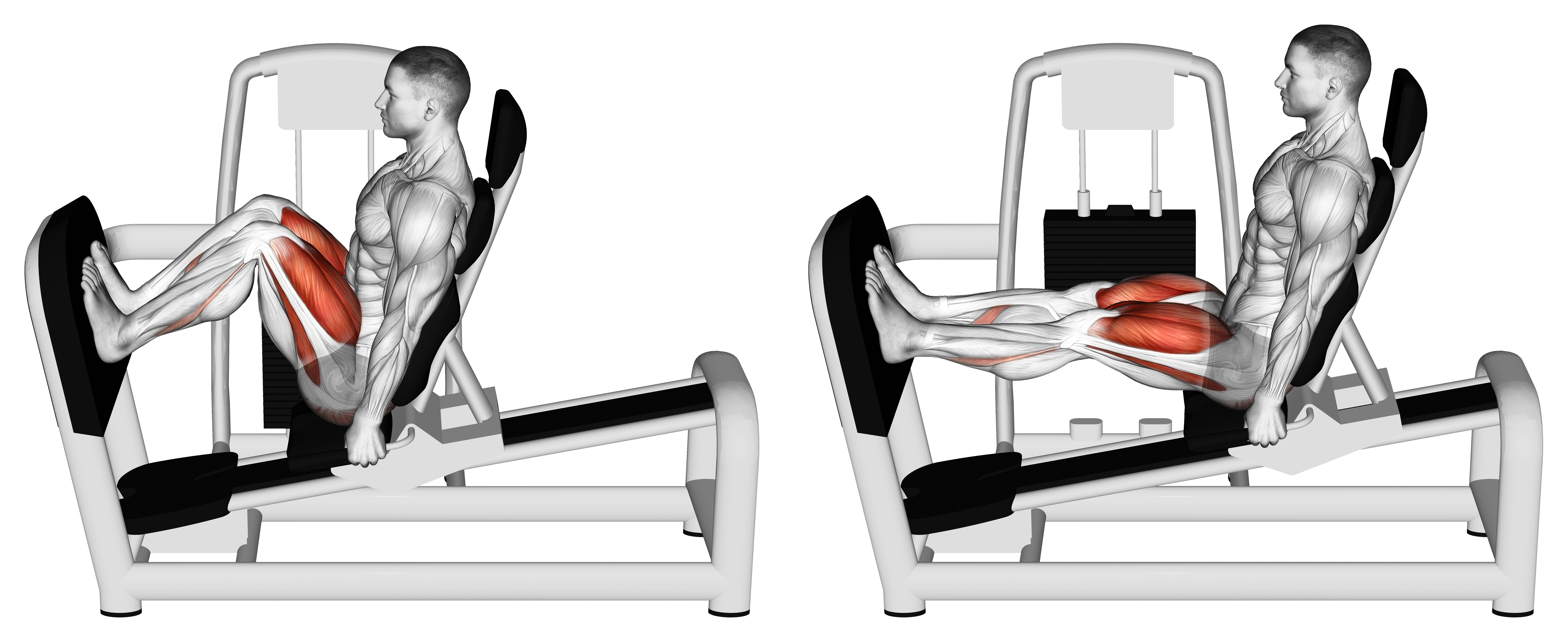 Lever Seated Squat
