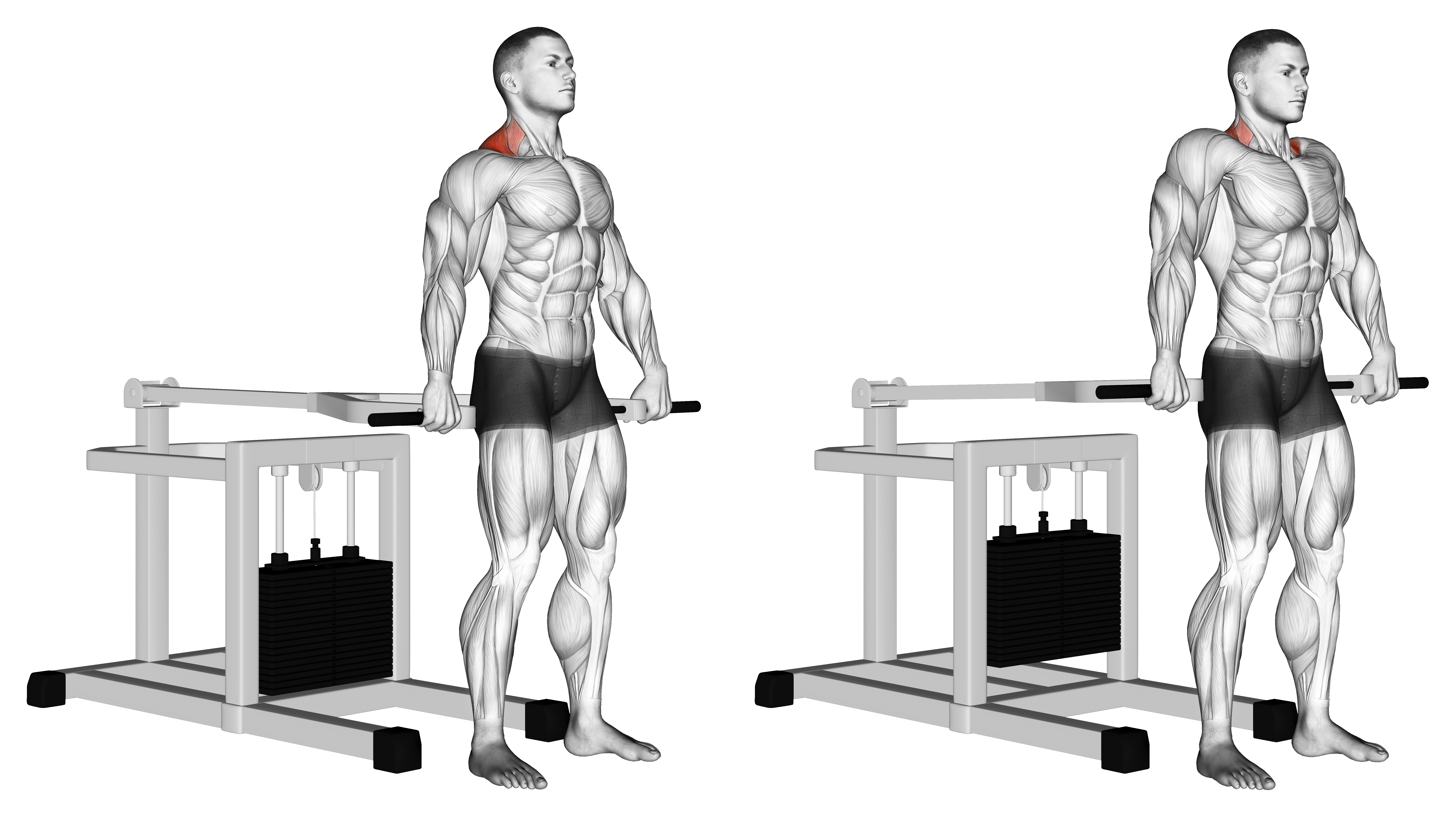 Lever Shrug (bench Press Machine)