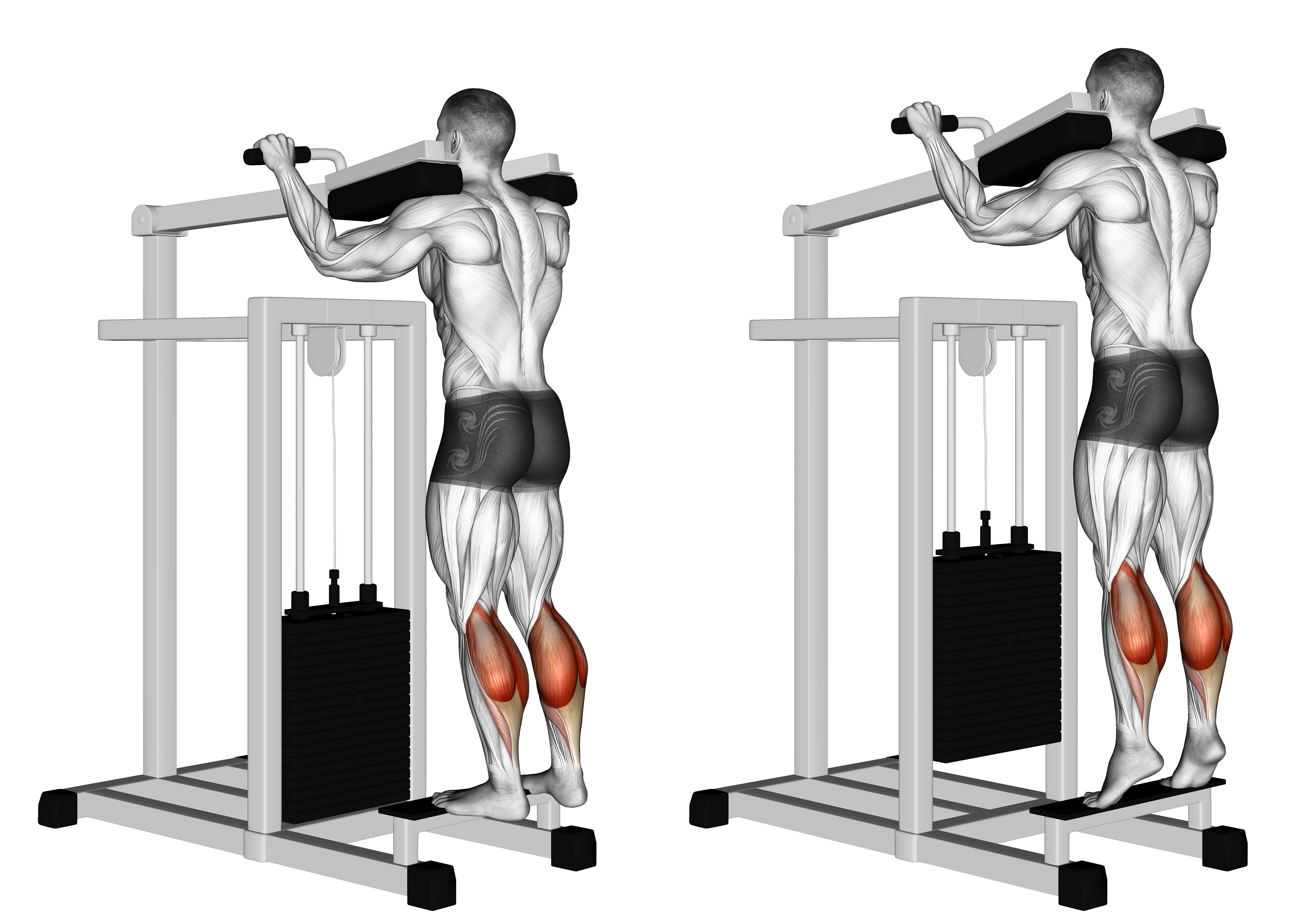 Lever Standing Calf Raise