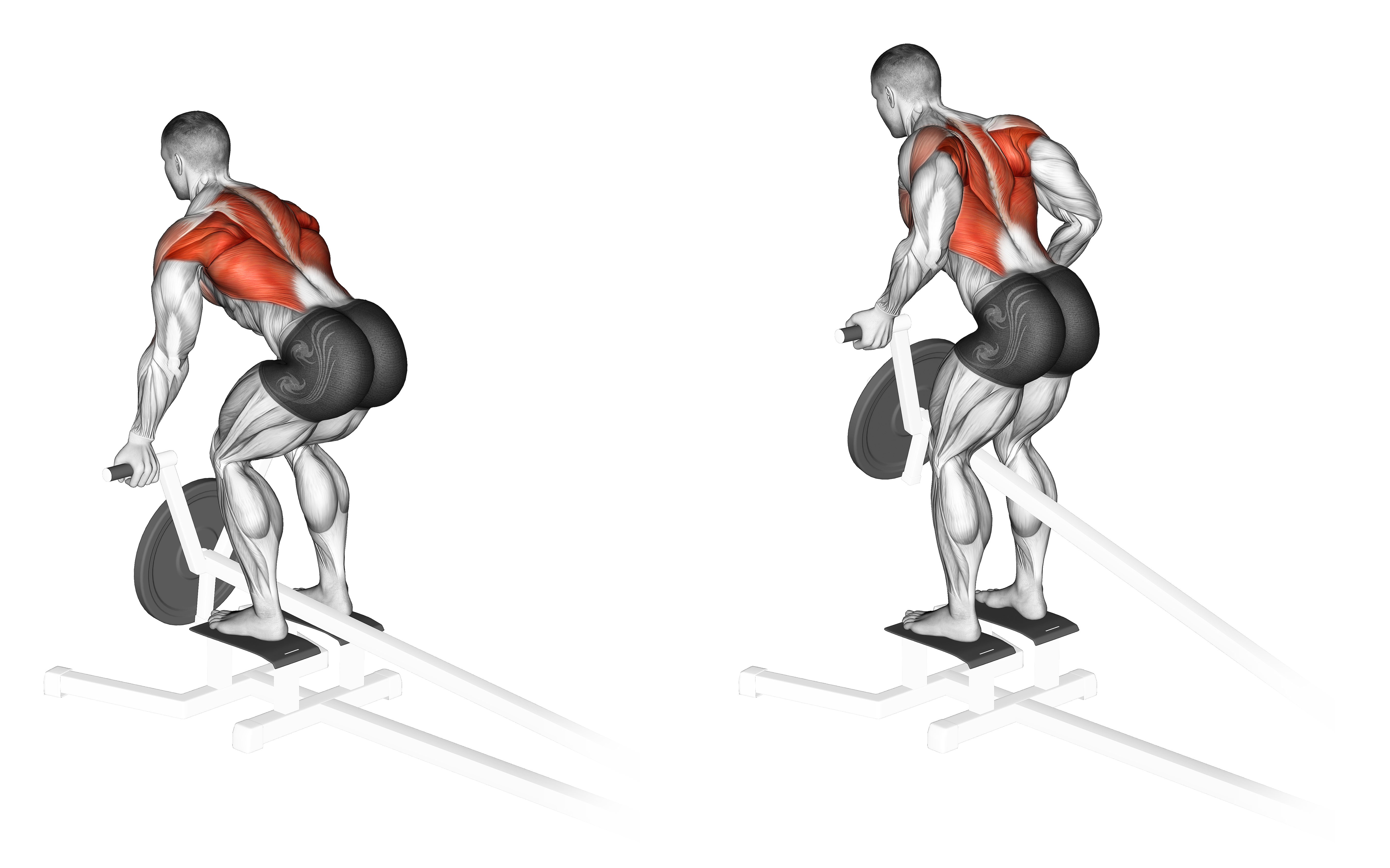 Lever T Bar Reverse Grip Row