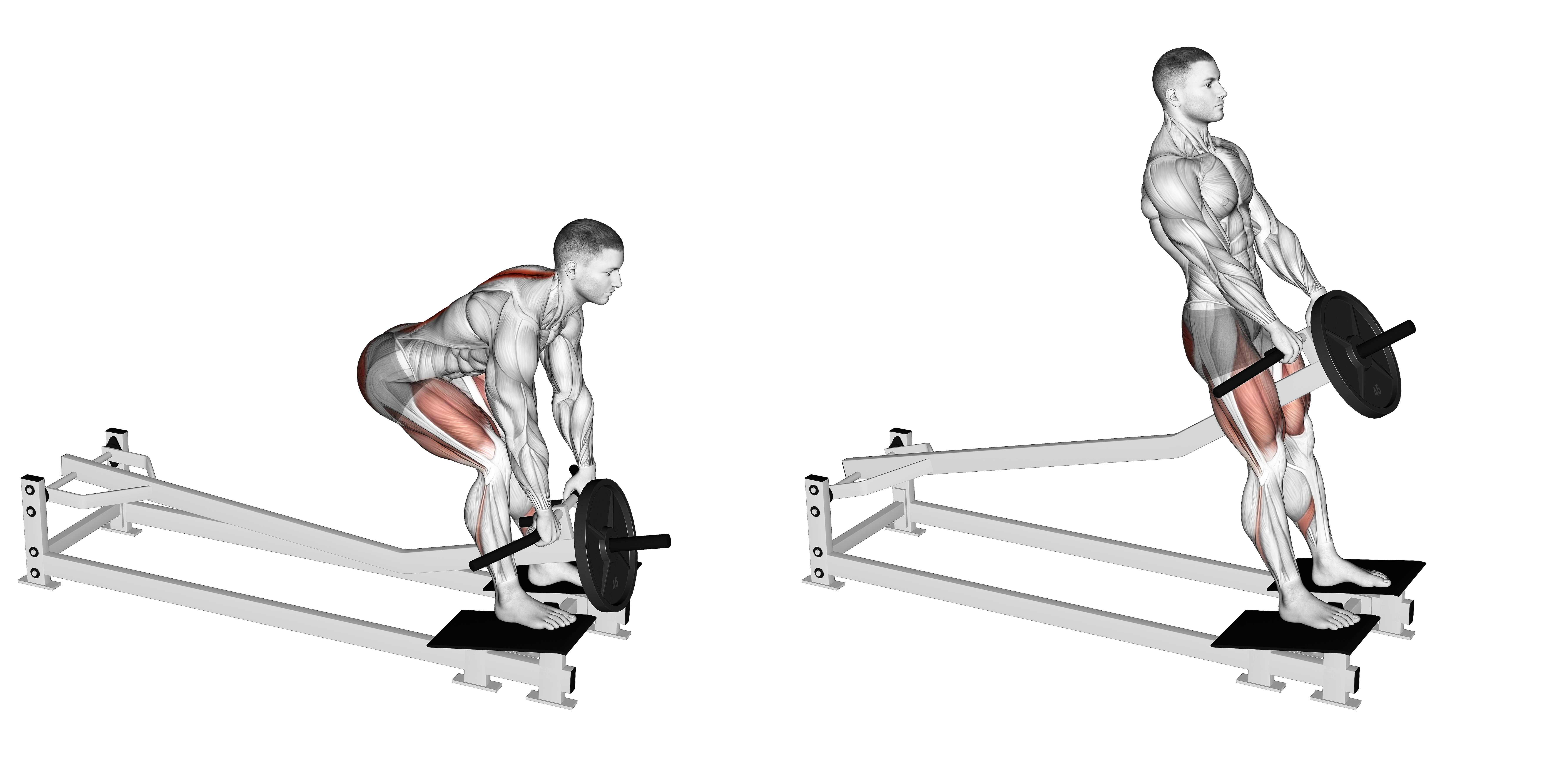 Lever T Bar Romanian Deadlift