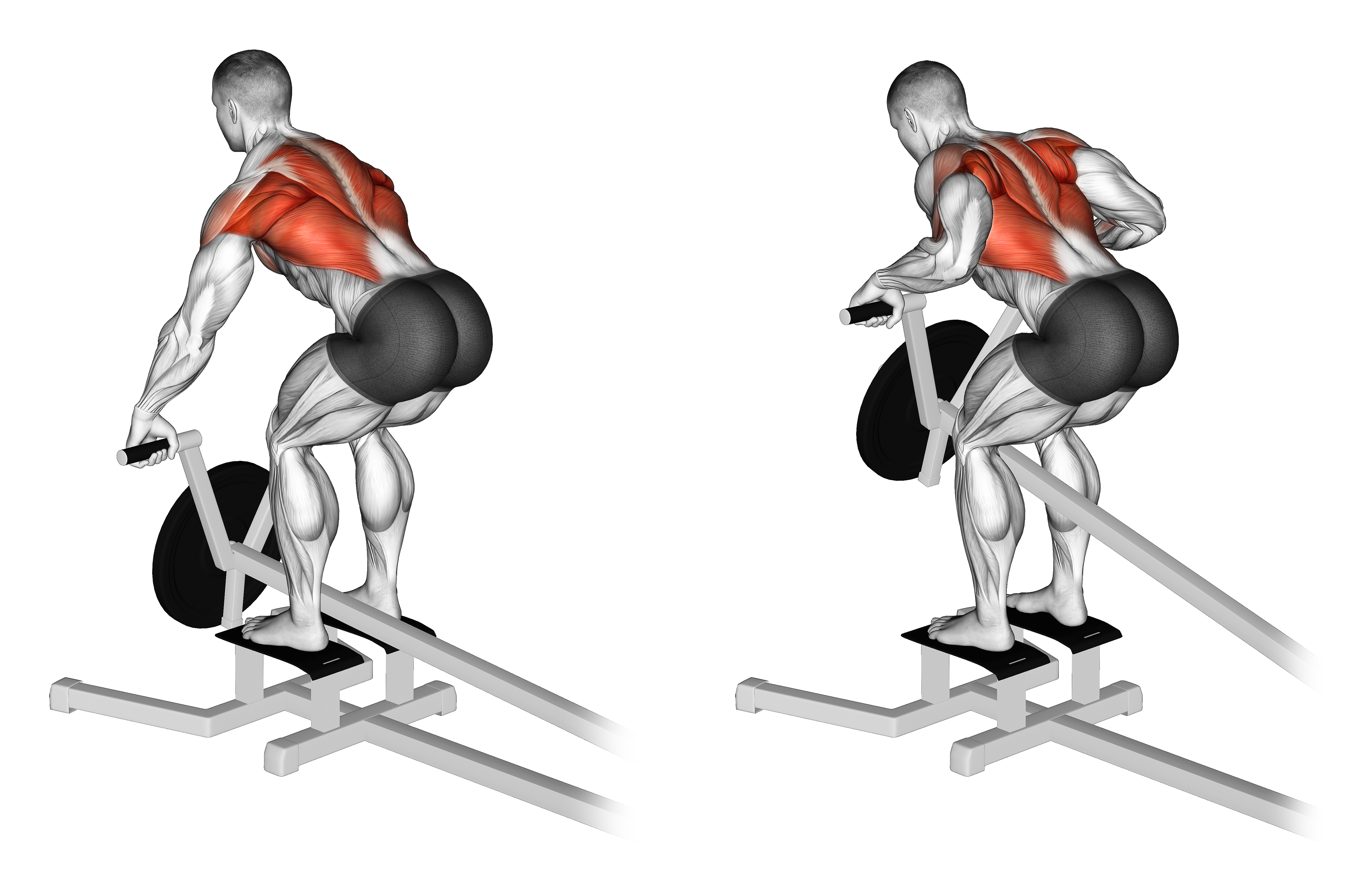 Lever T Bar Row (plate Loaded)
