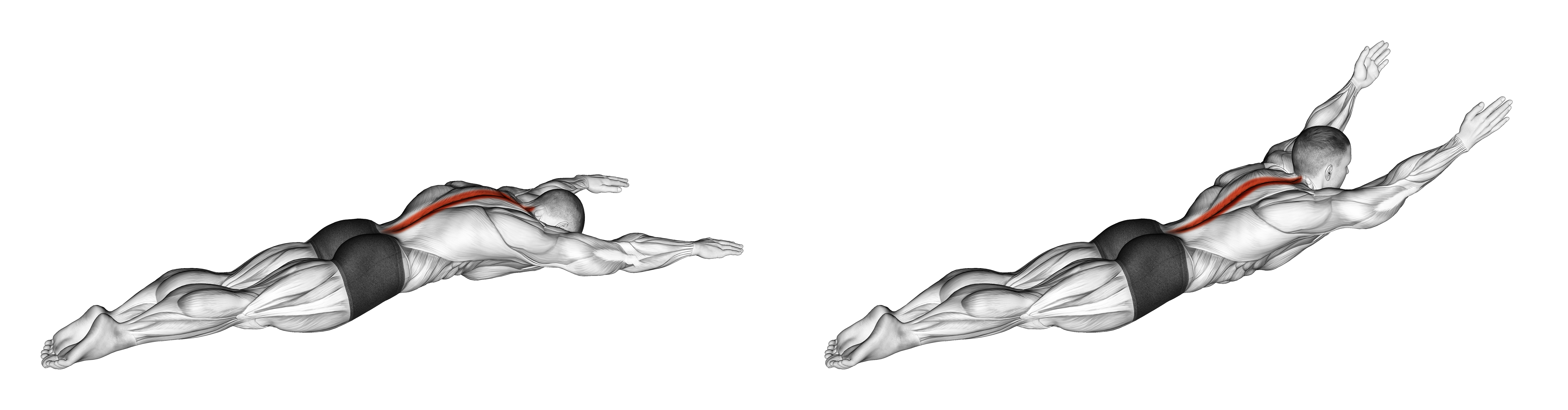 Long Lever Lying Back Extension