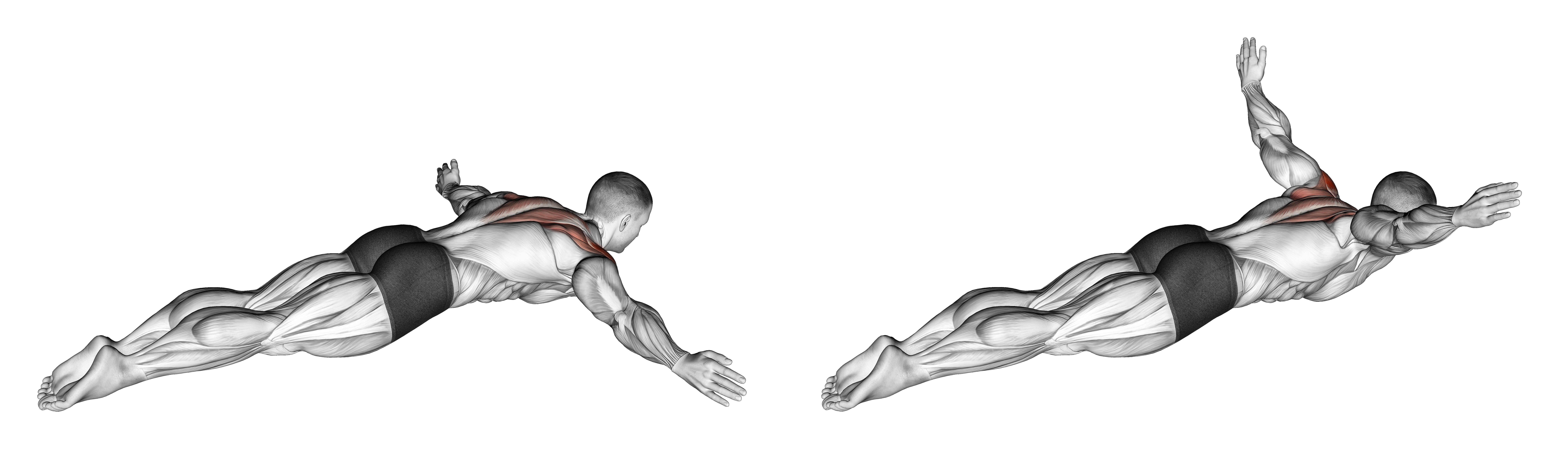 Lying Rear Lateral Raise