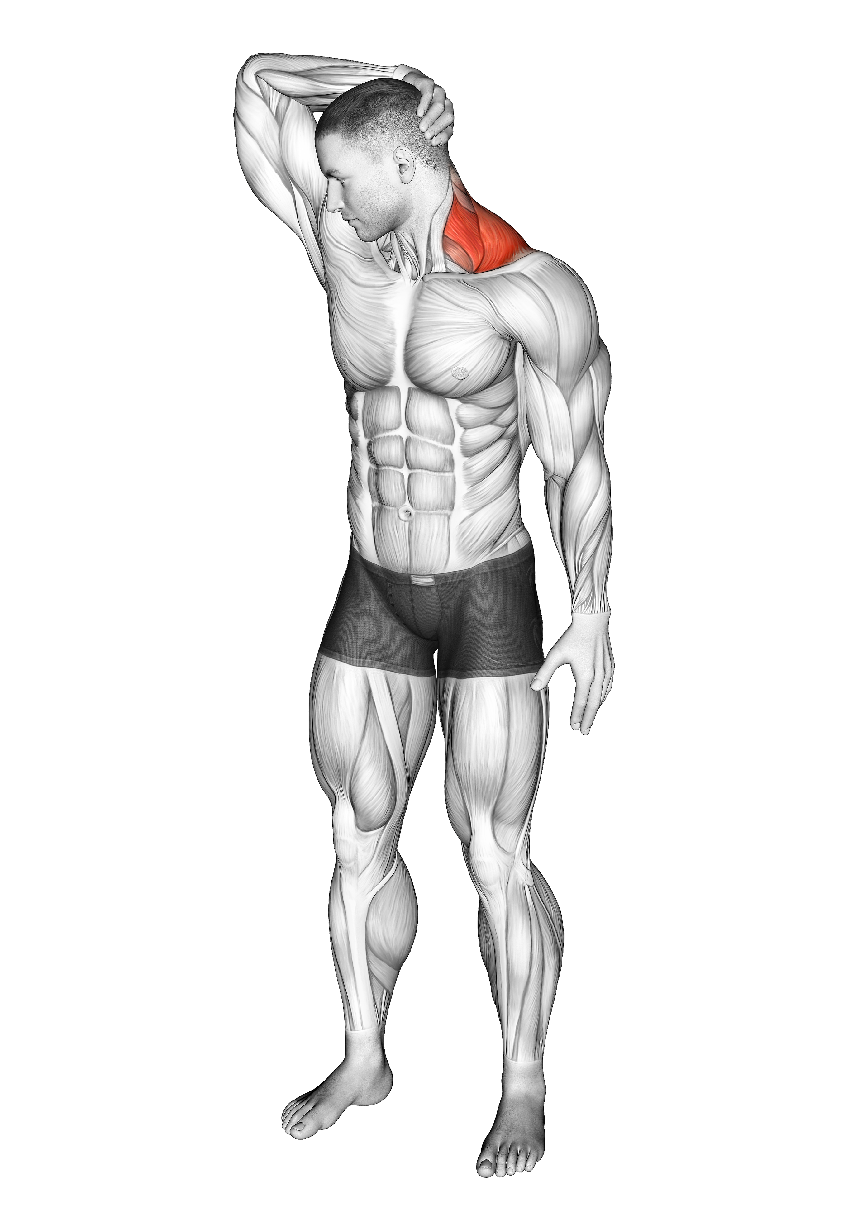 Neck Extensor And Rotational Stretch