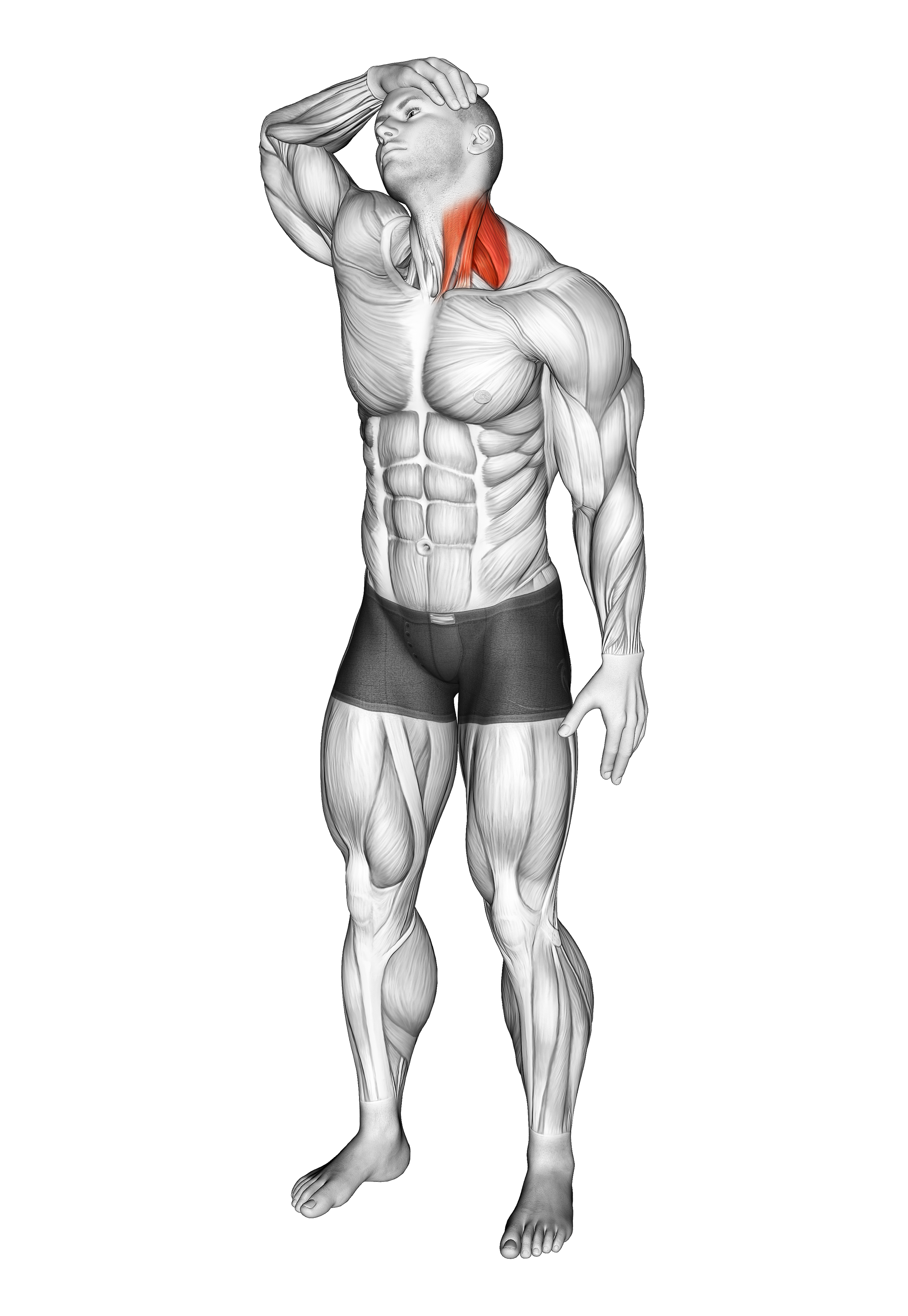 Neck Flexor And Rotational Stretch