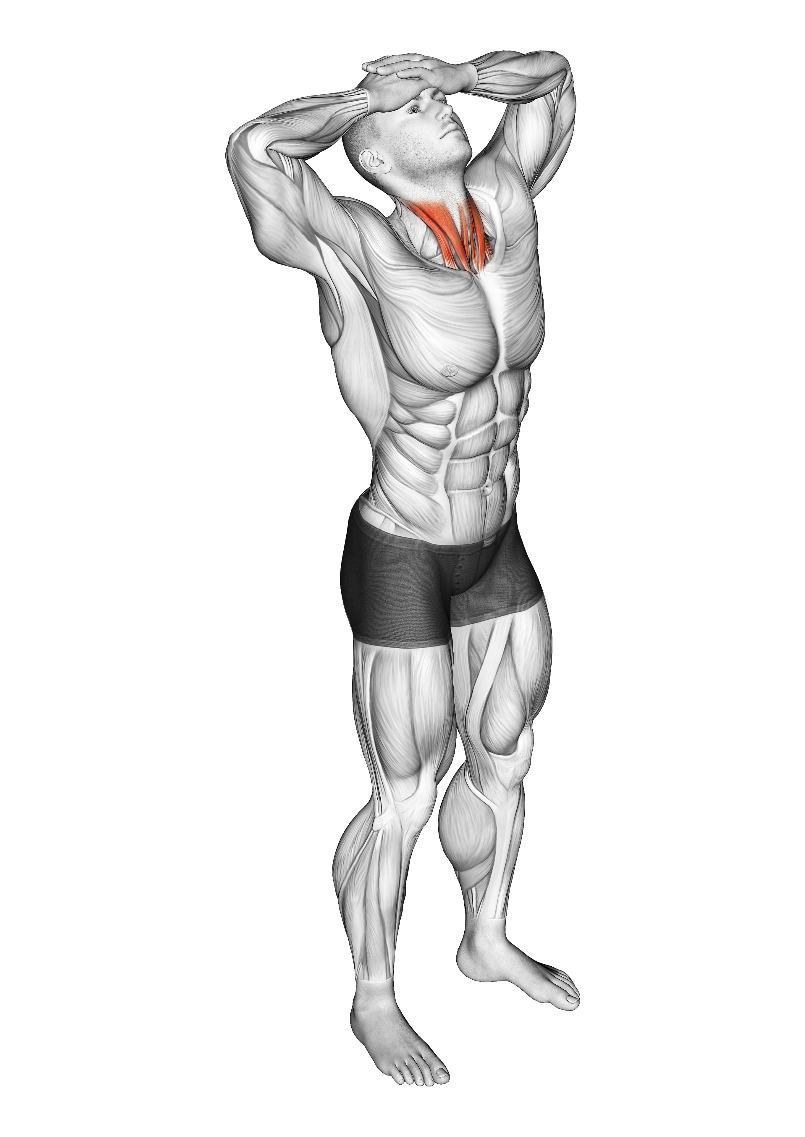 Neck Flexor Stretch