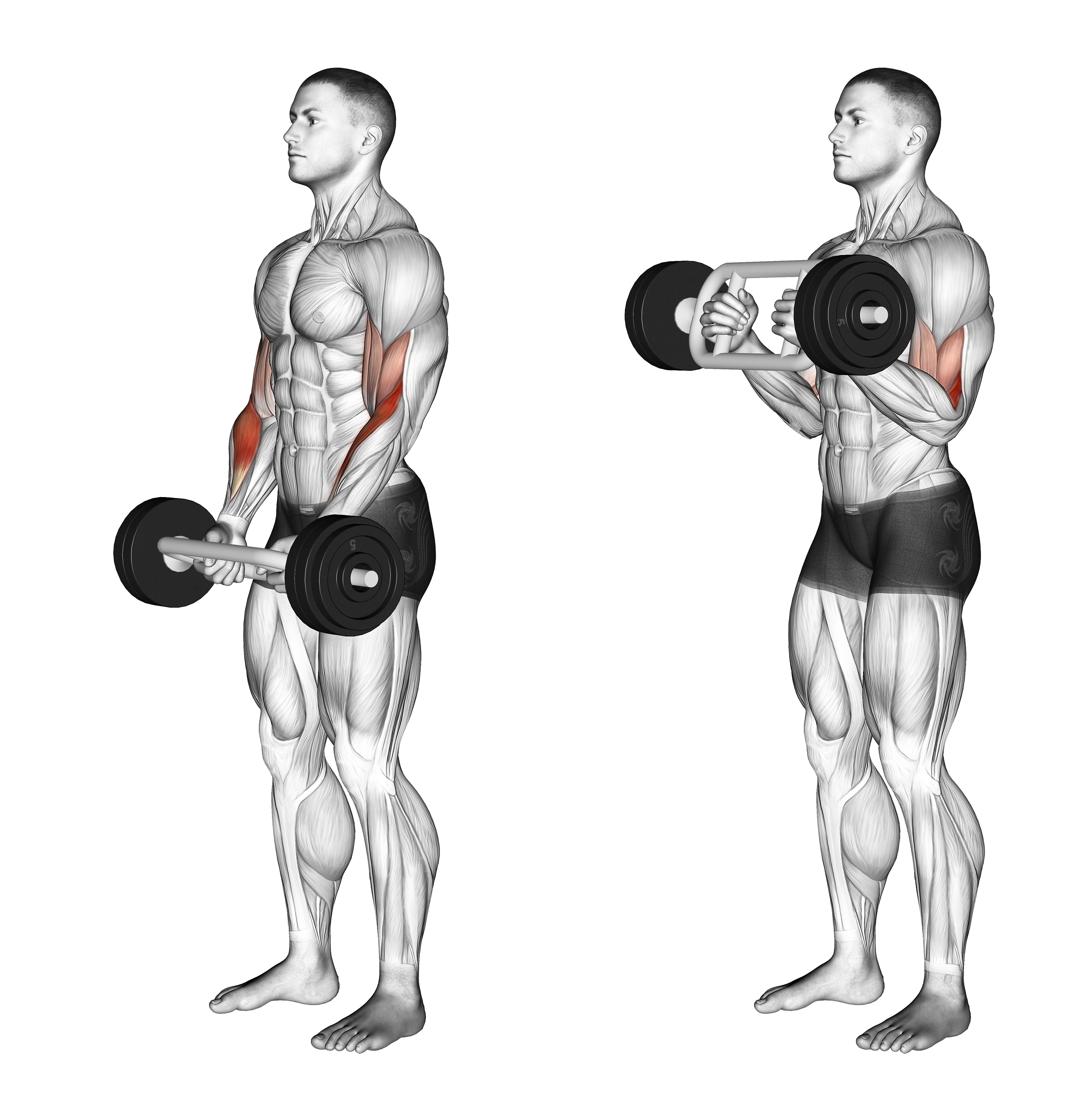 Olympic Barbell Hammer Curl