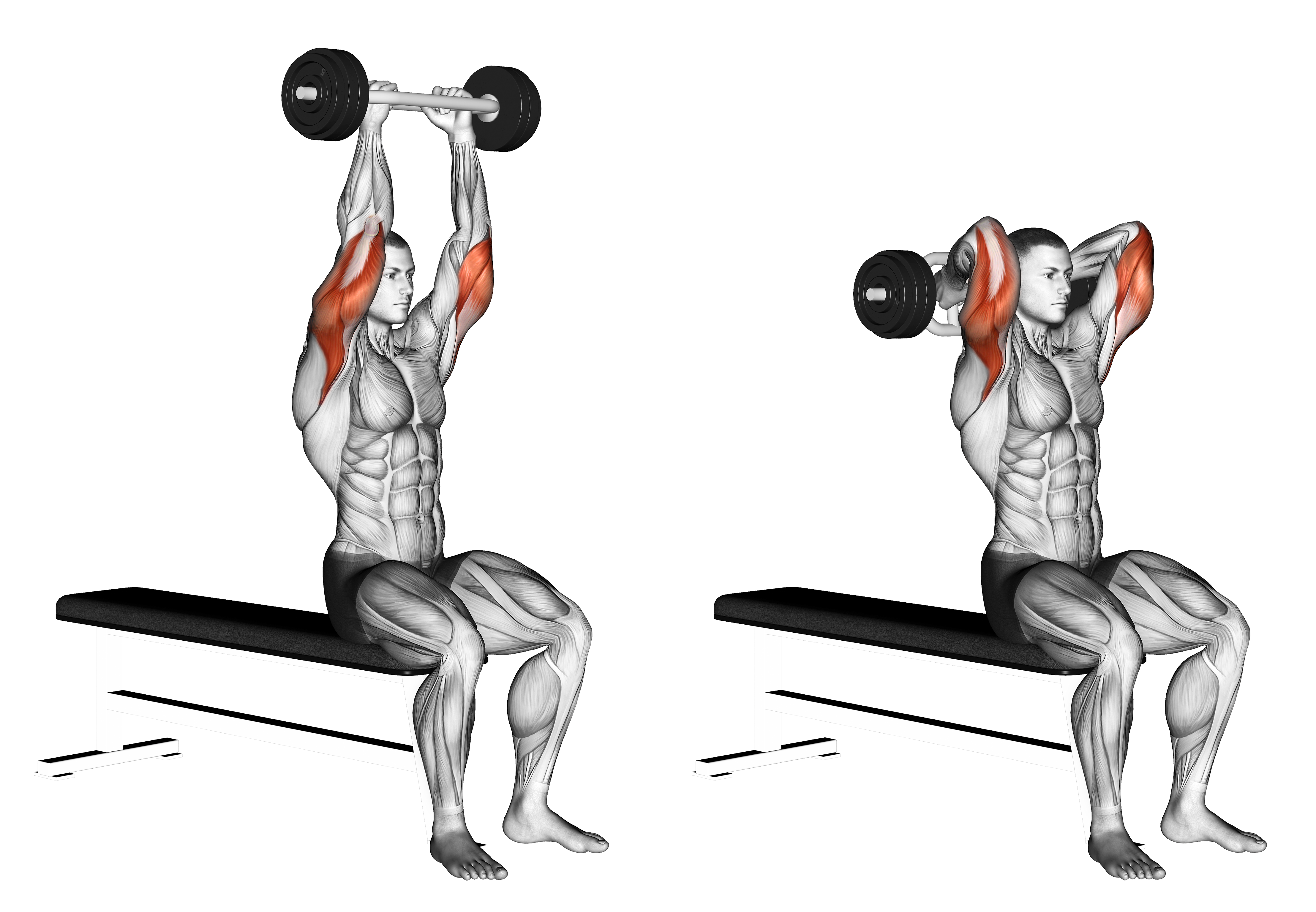 Olympic Barbell Triceps Extension