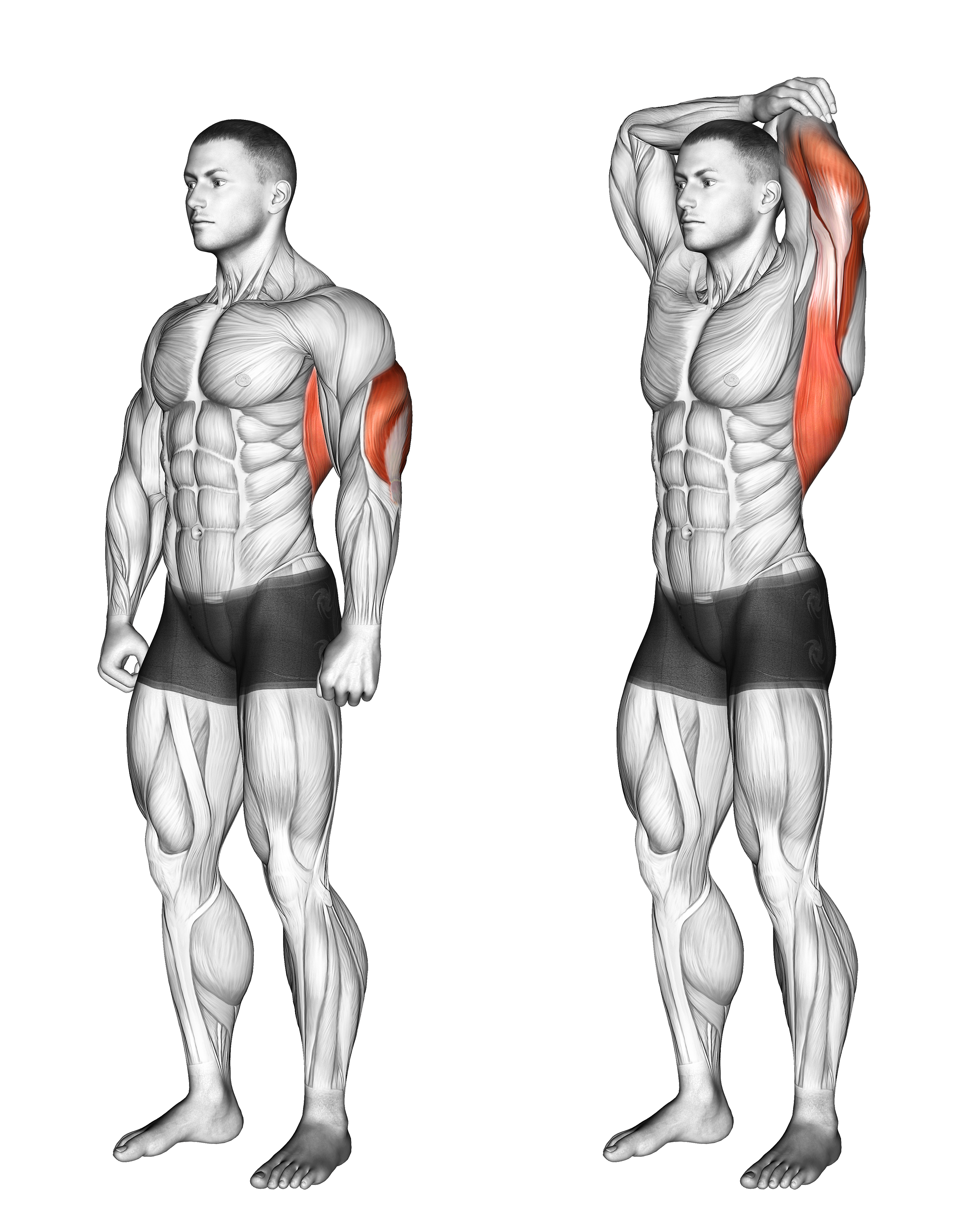 Overhead Triceps Stretch