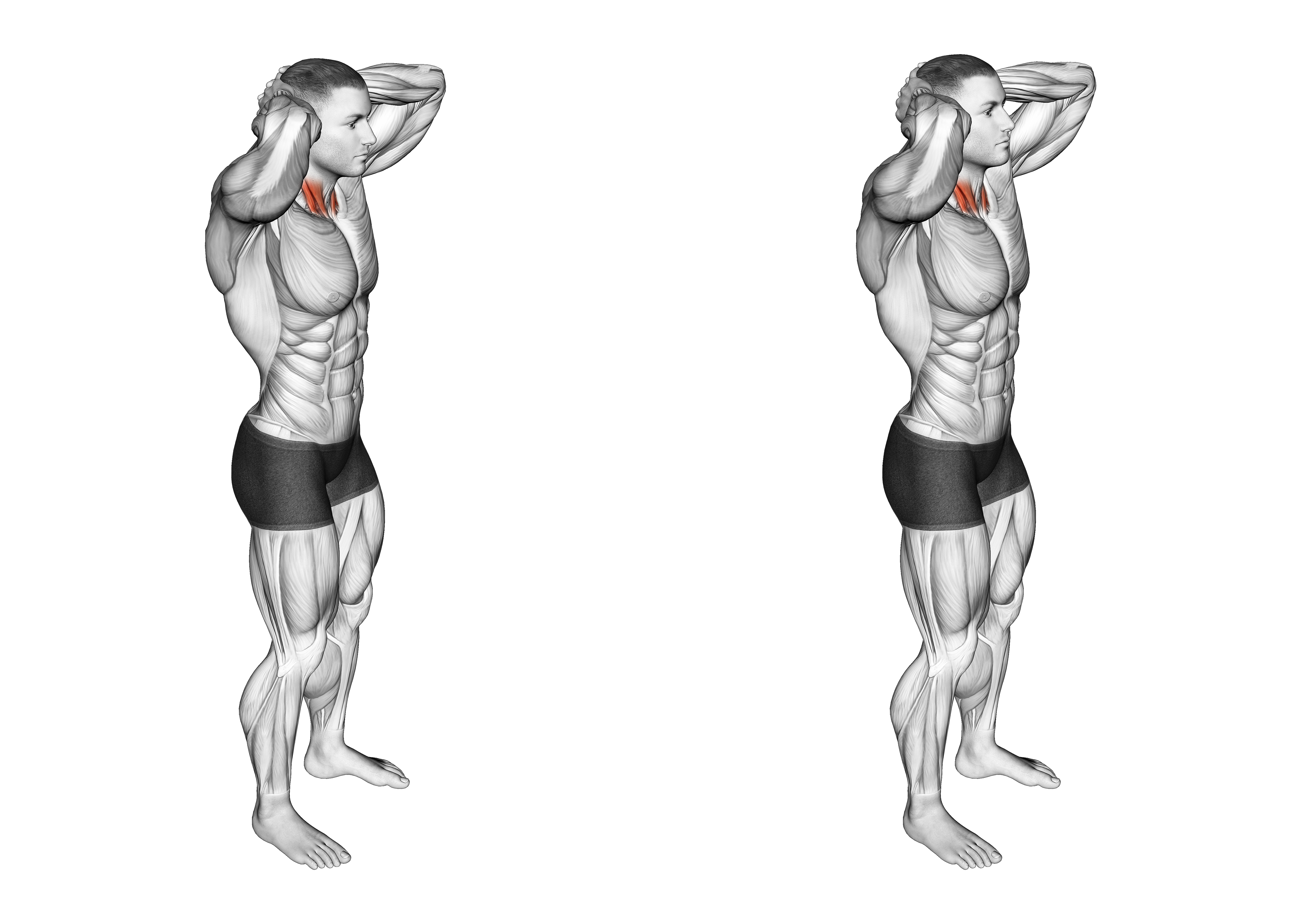 Posterior Neck Isometric