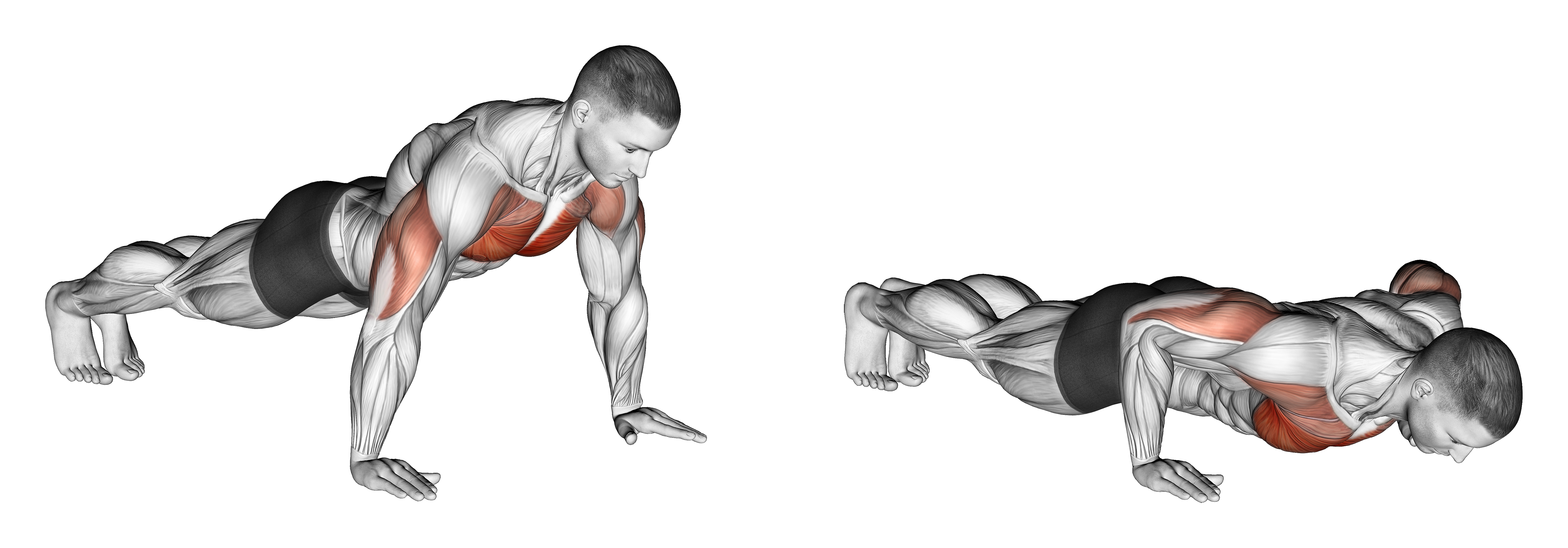 Push Up M
