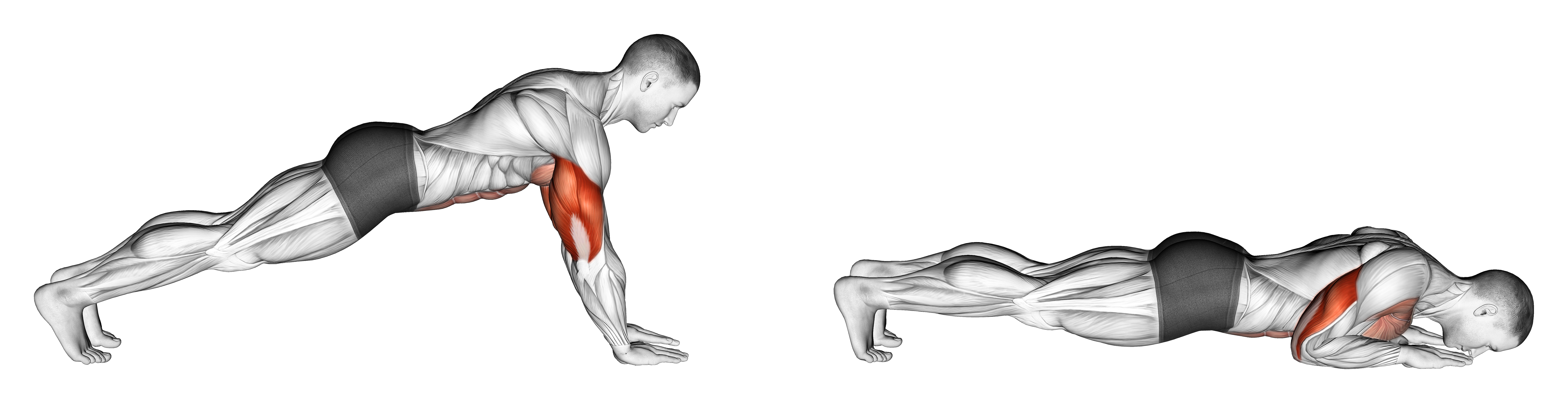 Push Up On Forearms